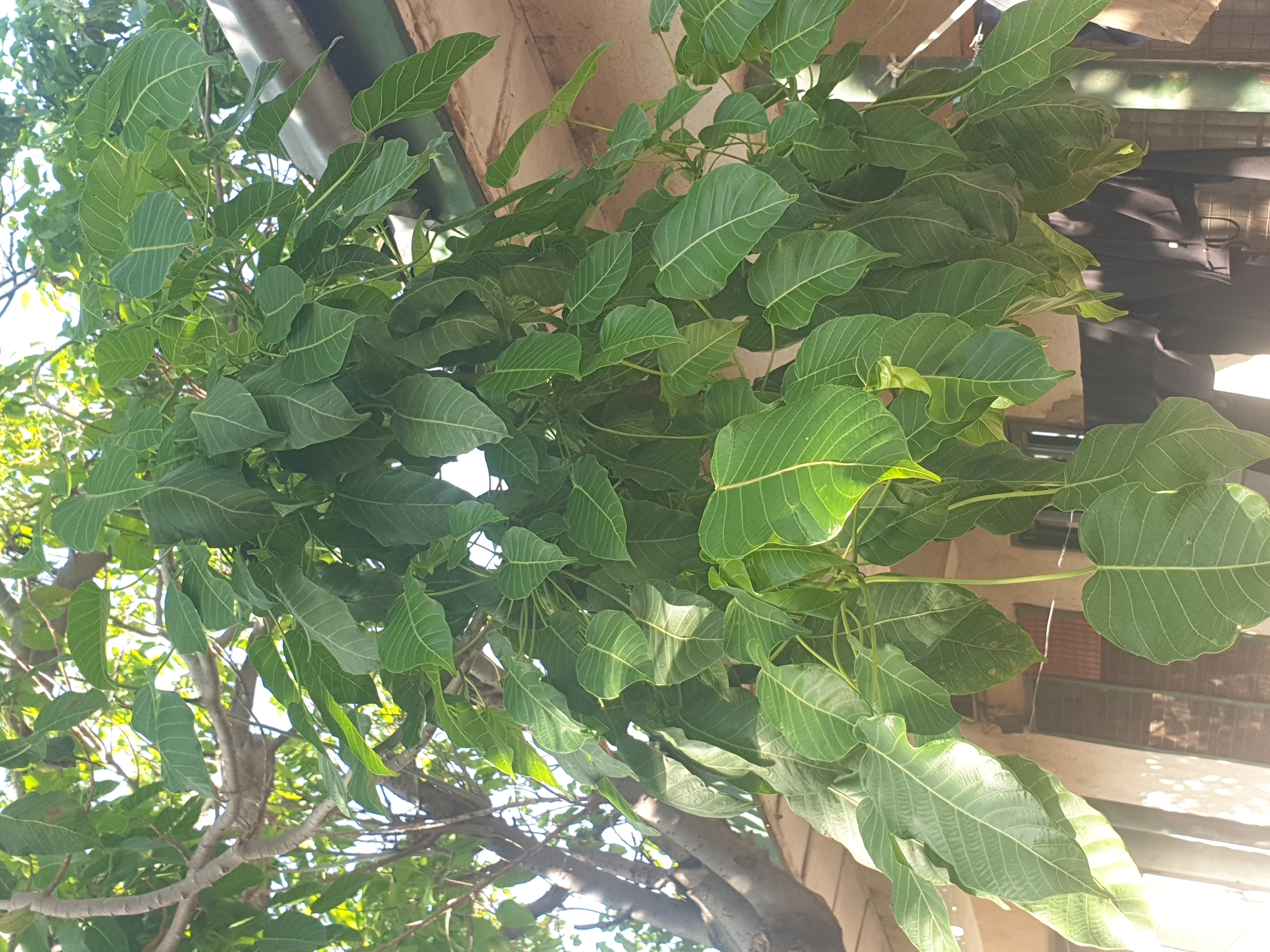 This scene is located in Jalingo, Nigeria. The image predominantly features a dense cluster of vibrant green leaves, characteristic of a tree, likely a Ficus religiosa, filling the majority of the frame. The leaves are heart-shaped with an elongated drip tip and exhibit prominent, light-colored venation, suggesting strong natural light from above. Bare tree branches with smooth, light brown bark are visible through the foliage in the upper-left and central portions of the image.
In the upper-right background, a grey, possibly metallic or concrete, roof overhang or structure is partially visible. Below the leaves, a building with a textured, light brown or beige wall is discernible. Dark rectangular openings, appearing to be windows or doorways, are present in the building's structure. On the far right, a vertical, dark green cylindrical object, potentially a bamboo pole, is visible, secured with white ties. Below the central-right cluster of leaves, dark fabric, resembling clothing, is hanging, suggesting a domestic outdoor space. The overall environment indicates an outdoor setting adjacent to a residential or urban structure. No people, specific actions, or interactions are visible in the image.