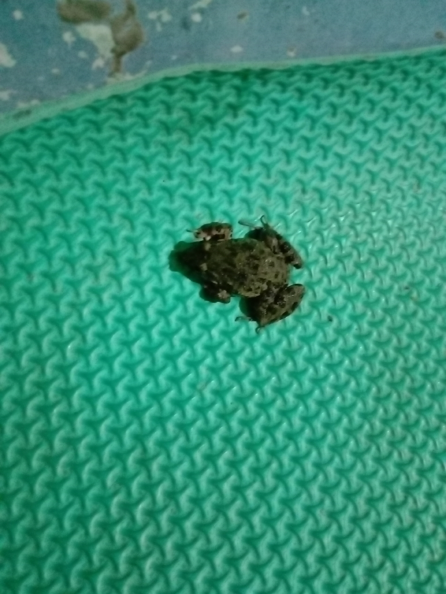 A mottled brown frog sits on a green textured surface. The frog is centrally located in the frame. The texture of the surface is a repeating pattern of small, raised, Y-shaped figures. In the upper left corner, part of a blue and white surface is visible. The location is Unknown, Unknown.