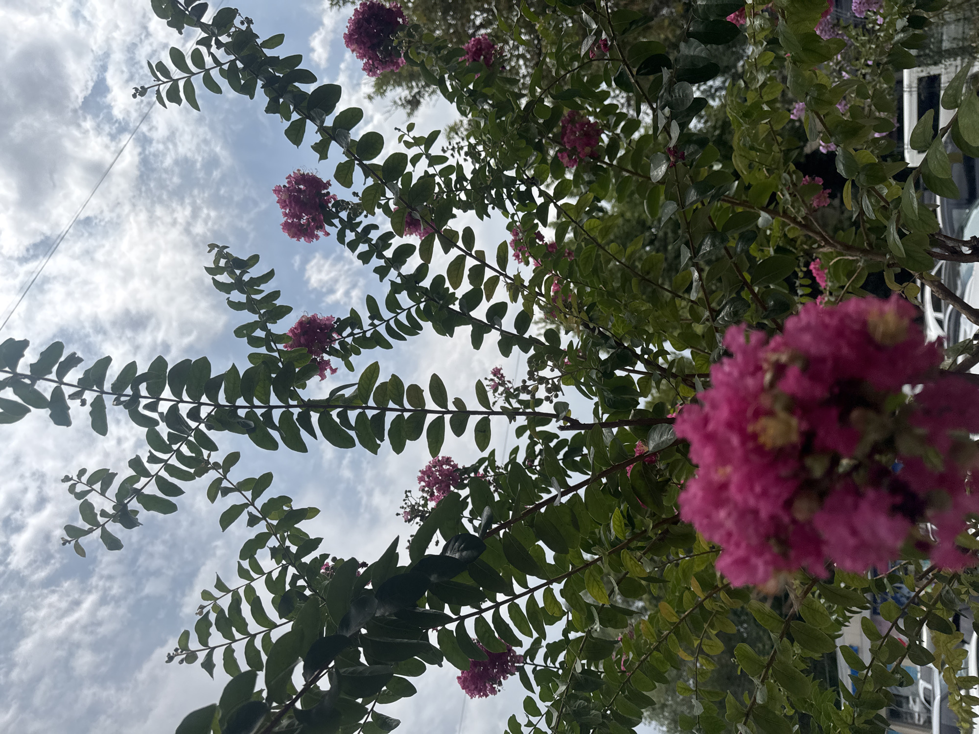 This is a low-angle, medium shot of a crape myrtle tree in bloom, set against a cloudy sky. The tree's branches are laden with dark green leaves and clusters of vibrant pink flowers. The flowers are in various stages of bloom, with some appearing as tight buds and others as fully opened panicles. The overall impression is one of lushness and vibrant color.
The image does not provide any specific visual cues that would allow for the determination of its location within the city of Tashkent, Uzbekistan, or any other specific geographical location. There are no identifiable landmarks, architectural styles, or other contextual elements that would indicate a particular place. The background includes a hint of a sky with some power lines visible, and the lower portion of the image suggests a paved area with vehicles, possibly a parking lot or street. However, these elements are generic and do not offer specific locational information.