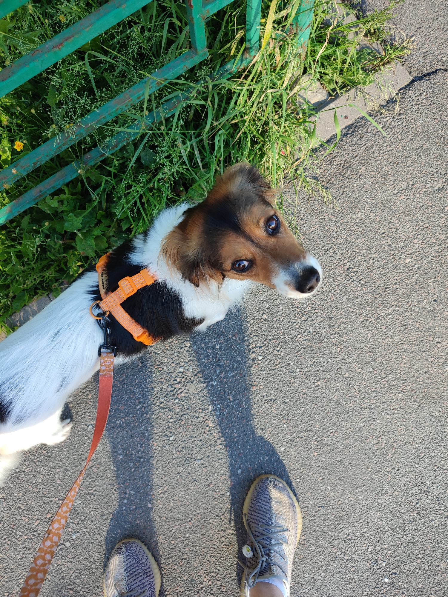 A medium-sized dog with white, black, and brown fur is on a leash, looking upwards at the camera. The dog is wearing an orange harness. The scene appears to be outdoors, possibly on a sidewalk next to a grassy area with a green metal fence. The ground is asphalt. The image also shows a person's feet in sneakers. The time of day is likely sunny, given the shadows. The specific location in Murino, Russia, is not discernible from the image itself.