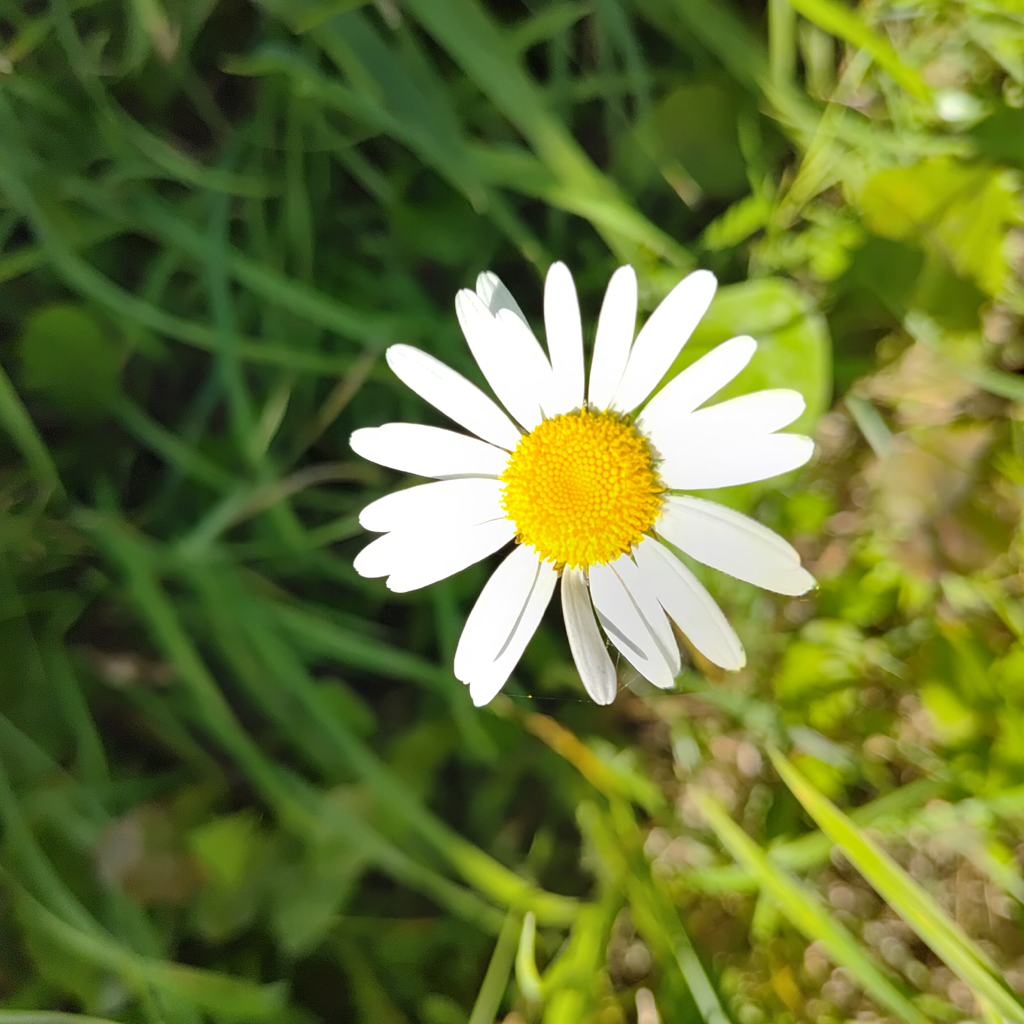 A single daisy with white petals and a yellow center is in focus, positioned slightly to the right of the frame's center. The flower is surrounded by out-of-focus green grass and foliage, suggesting an outdoor environment. The image is a close-up shot with a shallow depth of field, emphasizing the daisy against its natural backdrop. There are no people or man-made structures visible in the frame. The lighting appears natural, possibly indicating daylight. The location is specified as Markovo, Russia.
