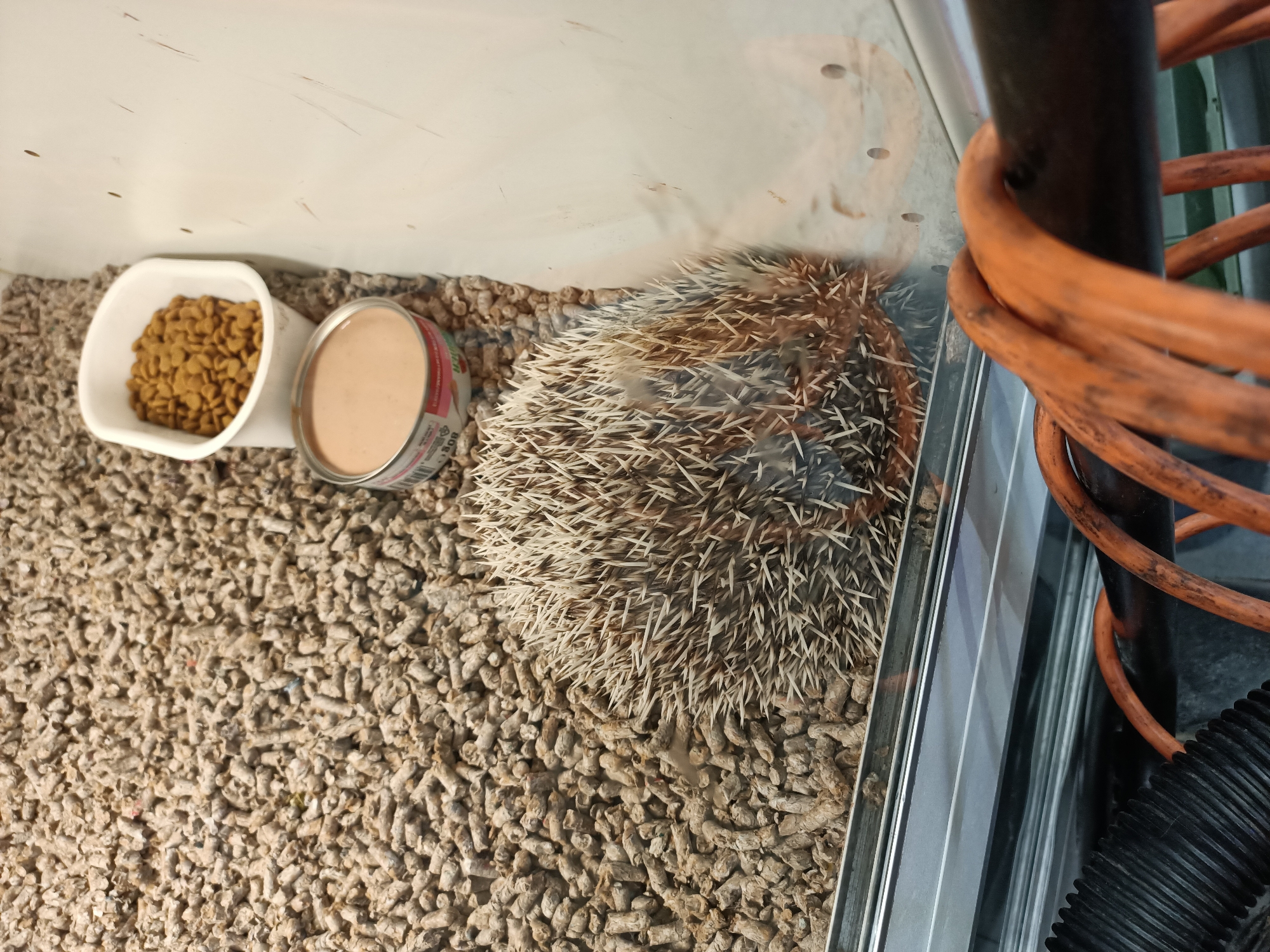 A top-down, slightly angled medium shot shows a hedgehog in a habitat. The hedgehog is curled into a ball, its spines visible. To the left of the hedgehog, there is a white bowl filled with brown kibble, and next to it is an open can of food. The ground of the habitat is covered in light brown, pellet-like bedding. To the right of the hedgehog, a black metal pole is visible with an orange coiled cord wrapped around it. The habitat appears to be made of glass or clear plastic, with the outside environment partially visible.