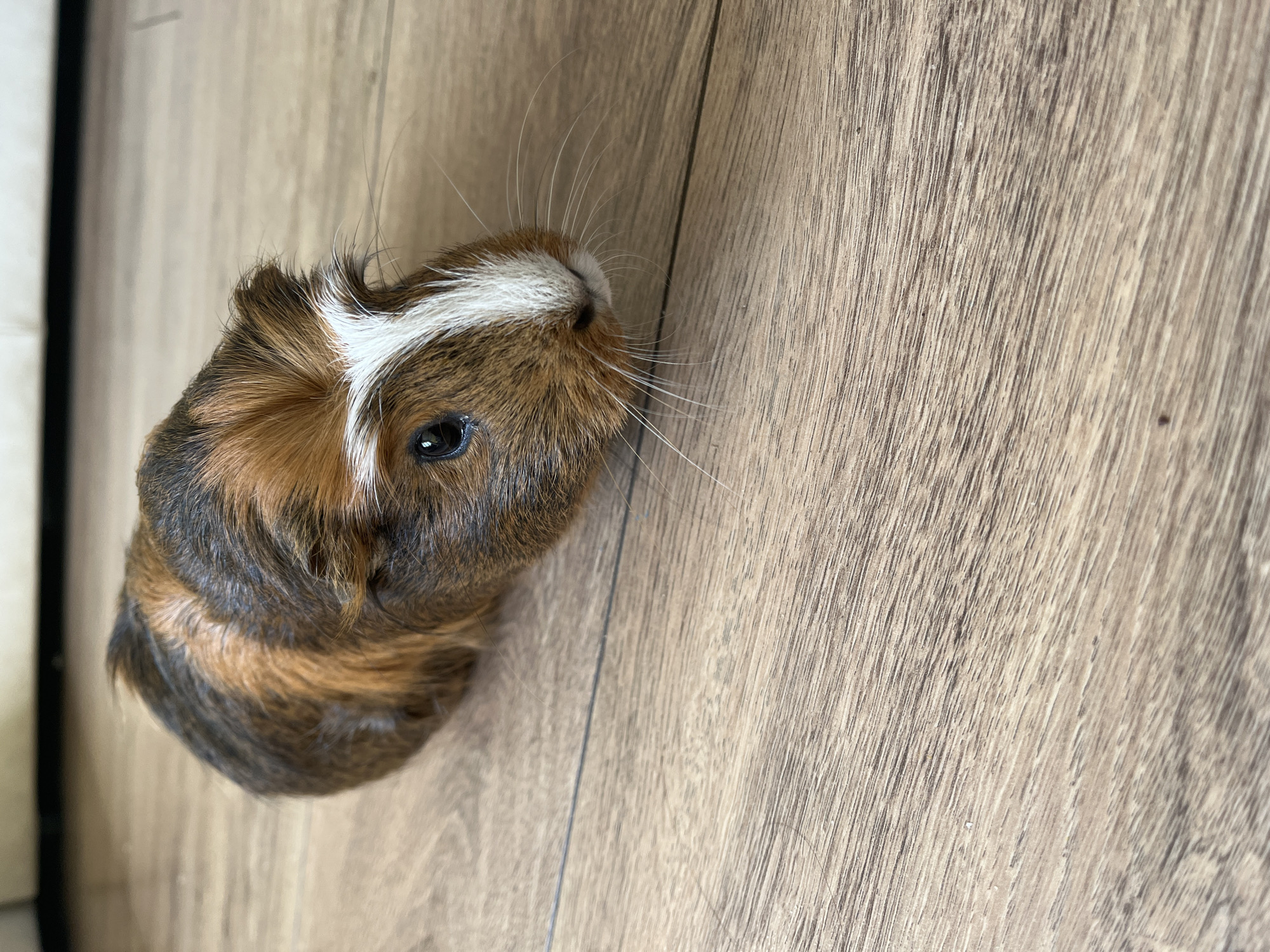 A guinea pig is positioned on a wooden floor with visible grain patterns. The guinea pig has a distinctive white stripe on its head, and its fur is a mix of brown and black. Its whiskers are long and white. The location is unknown.