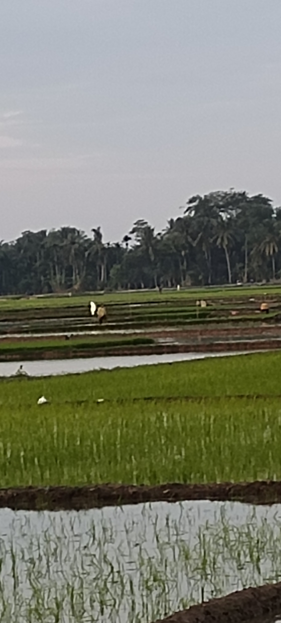 The image depicts a vast expanse of flooded rice paddies, characteristic of rural agriculture. In the foreground, the water reflects the overcast sky and the young rice plants submerged within. The middle ground reveals several figures working in the paddies. Two individuals are visible, one appearing to be carrying something white, and the other in lighter-colored clothing. Further back, other figures are dispersed across the fields, suggesting ongoing agricultural activity. The background is dominated by a dense line of trees, primarily palms, forming a natural border against the horizon. The sky is a muted, hazy gray, indicating an overcast or early morning/late evening setting. This scene is typical of the agricultural landscape found in and around Lhokseumawe, Indonesia, where rice cultivation is a significant economic activity.