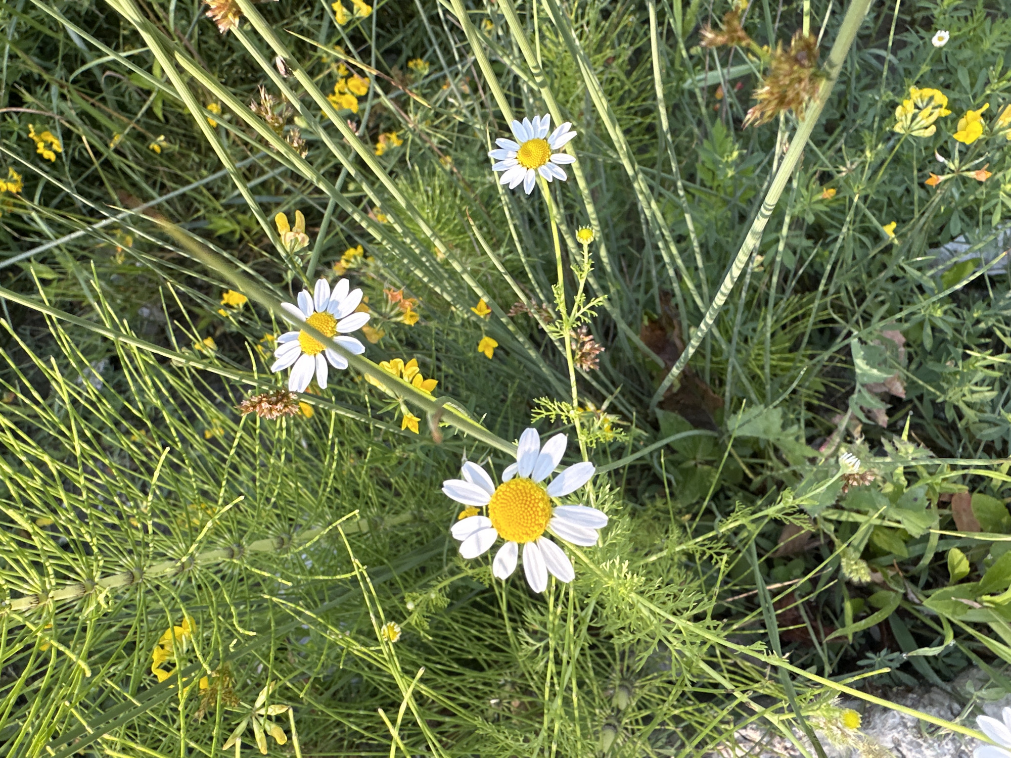 The image shows a close-up view of a field with white daisies and small yellow flowers interspersed with tall, thin green stalks and foliage. The lighting suggests it is daytime with sunlight filtering through the plants. There are no people or animals visible in the scene. The environment appears to be a natural, outdoor setting, likely a meadow or grassy area. No specific location within Razdolnoye, Russia can be determined from the image alone.