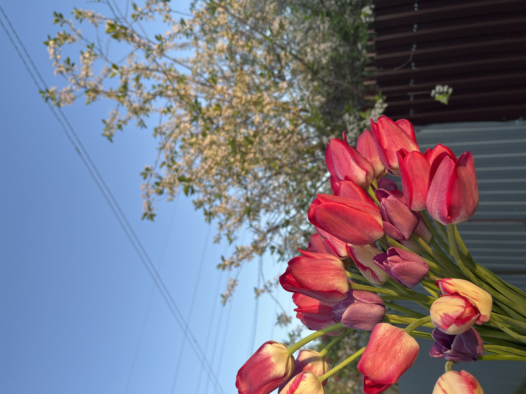 A low-angle shot captures a bouquet of red, purple, and white tulips in the foreground. Behind the tulips, a tree with white blossoms is partially visible against a clear blue sky with power lines. A corrugated metal structure sits in the upper right corner. The image was likely taken in Chaikovsky, Russia.