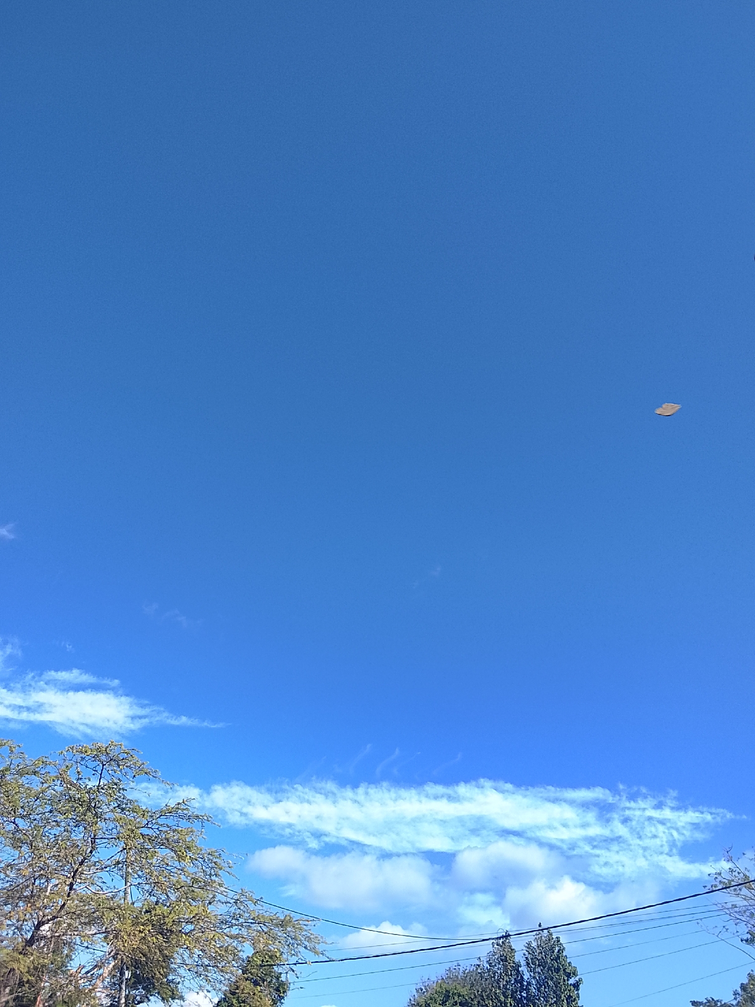 The image depicts a clear, blue sky with some wispy white clouds near the horizon. Some trees are visible in the lower portion of the image along with the power lines. In the upper right quadrant of the image, there is an object resembling a leaf floating in the sky. The location is most likely in or near Altagracia, Venezuela, based on the user's information.