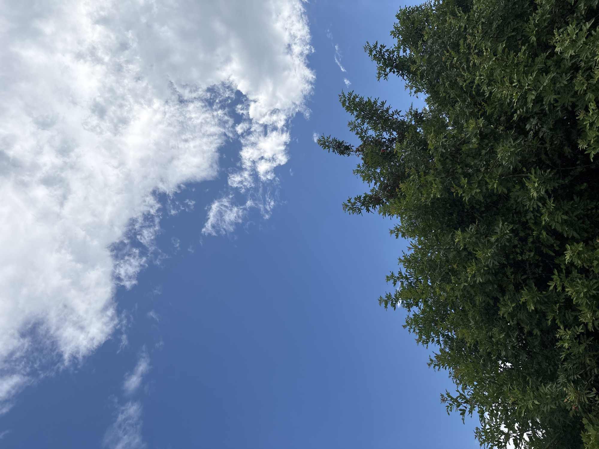 The image depicts a natural scene under a bright blue sky dotted with fluffy white clouds. The lower portion of the frame is dominated by the lush green canopy of a tree, its branches and leaves filling the bottom third. The top portion of the image is a clear expanse of blue sky with a significant cluster of clouds on the right side. There are no people, structures, or any discernible elements that would place this scene specifically within the city of North Port, United States of America. The environment appears to be outdoors, possibly in a park or a backyard, given the presence of the tree.