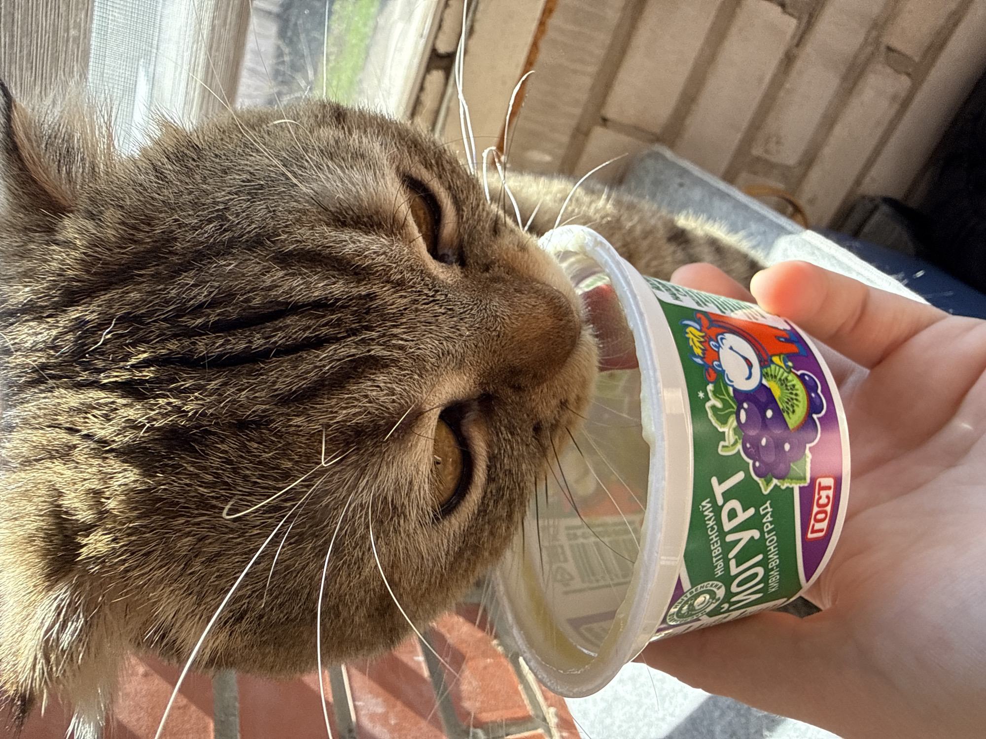 A close-up shot depicts a tabby cat with its face close to a container of yogurt held by a person's hand. The yogurt container is labeled in Cyrillic. The cat's fur is a mix of brown and tan, with prominent whiskers. The person's hand is fair-skinned. The background includes a window and some brickwork.