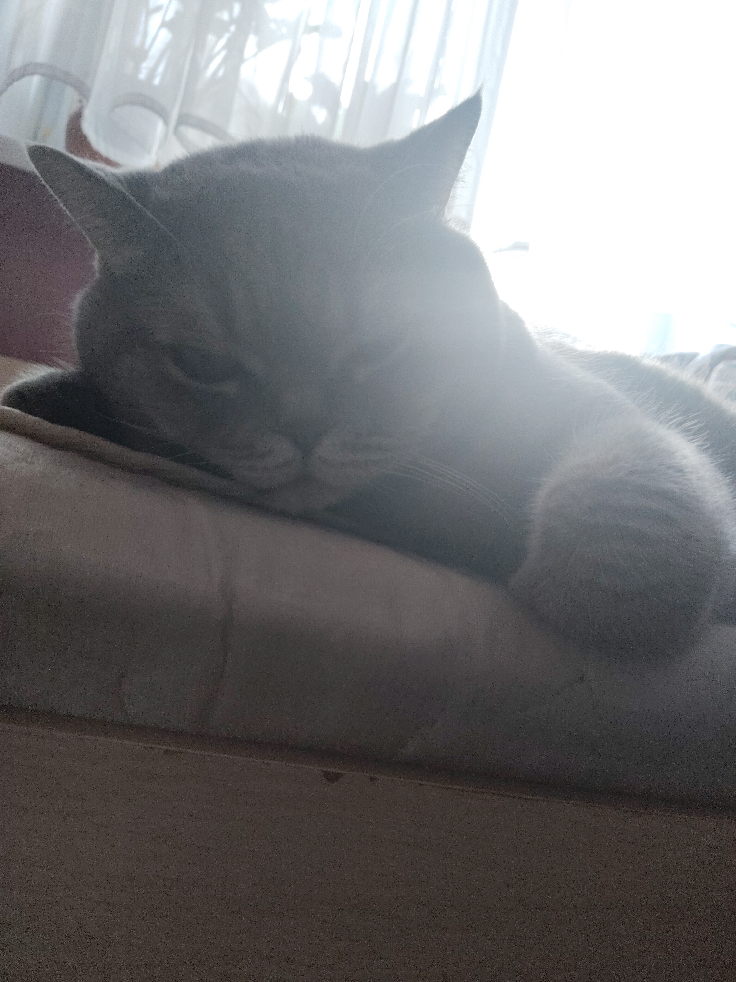 A medium close-up image shows a grey cat resting indoors, heavily backlit by a bright window. The cat, which appears to be a British Shorthair, is lying down with its head resting on its front paws or a soft, light-colored cushion. Its eyes are partially closed, indicating it is either asleep or very relaxed.
A strong, white light source, likely a window, is directly behind the cat, creating significant lens flare and strong backlighting that obscures some details of the cat's fur and the background. Sheer, white curtains are visible in the brightly lit area behind the cat, suggesting an indoor setting like a home. The intense light indicates it is daytime, possibly with direct sunlight streaming through the window.
The cat's fur is a uniform grey, although its precise shade is softened by the strong light. The scene conveys a sense of calm and peacefulness, focusing on the cat's tranquil state in the sunlit room. No text is visible in the image.
