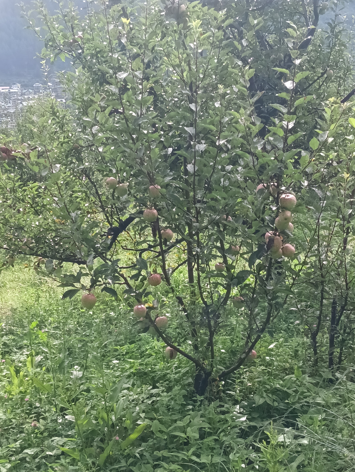 An apple tree is laden with fruit, with many apples visible amongst the green leaves. The tree stands in a lush, green environment, with dense foliage and tall grass surrounding its base. In the background, a village is visible on a hillside, with houses nestled amongst the trees. The overall scene suggests a rural or semi-rural setting, possibly an orchard or garden in the city of Chhyal, India, given the mountainous terrain in the background and the distinct architectural style of the village. The lighting suggests an overcast or rainy day.