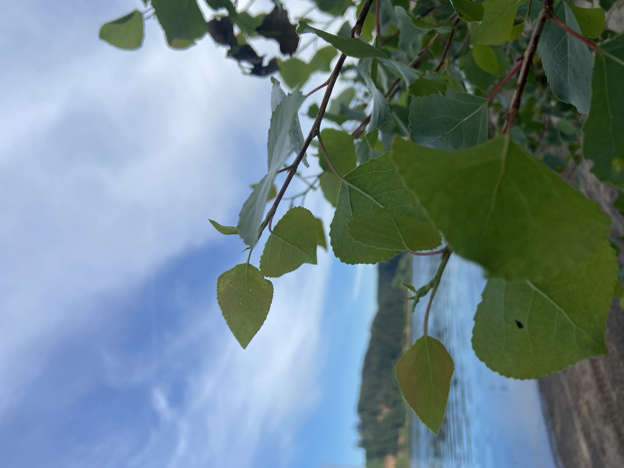 This is a photograph taken outdoors at eye level, showing a close-up view of green leaves and branches in the foreground, with a body of water and a tree-lined hill in the background under a blue sky with wispy clouds. The leaves are in sharp focus and appear to be from a deciduous tree, possibly an aspen, with some leaves exhibiting a reddish hue at the edges, suggesting early autumn. The water is a tranquil blue, reflecting the sky, and a sandy or pebbly shore is visible. The distant hill is covered in dark green trees. The image is likely taken in or near Chaikovsky, Russia, given the visual characteristics of the landscape. There are no people or visible signs of human activity in the frame, beyond what might be implied by the presence of a shore. The overall impression is one of natural scenery.