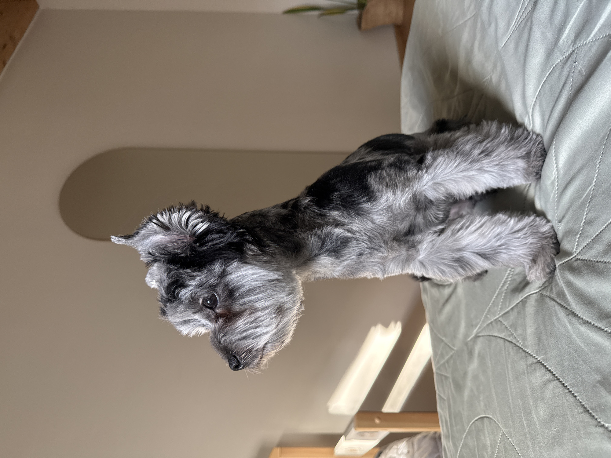 A small, grey and black schnauzer-type dog with a fluffy beard and eyebrows is sitting on a light green, quilted surface that appears to be a bed. The dog is facing left, with its head turned to look further left. Sunlight streaks across the dog and the surface from the left, casting shadows. In the background, a light brown wall features an arched cutout and a plant in a pot is visible on the far right. A wooden headboard or railing is on the left side of the image. The scene is indoors. The exact location in the city of Chaikovsky, Russia, cannot be determined from the image alone.
