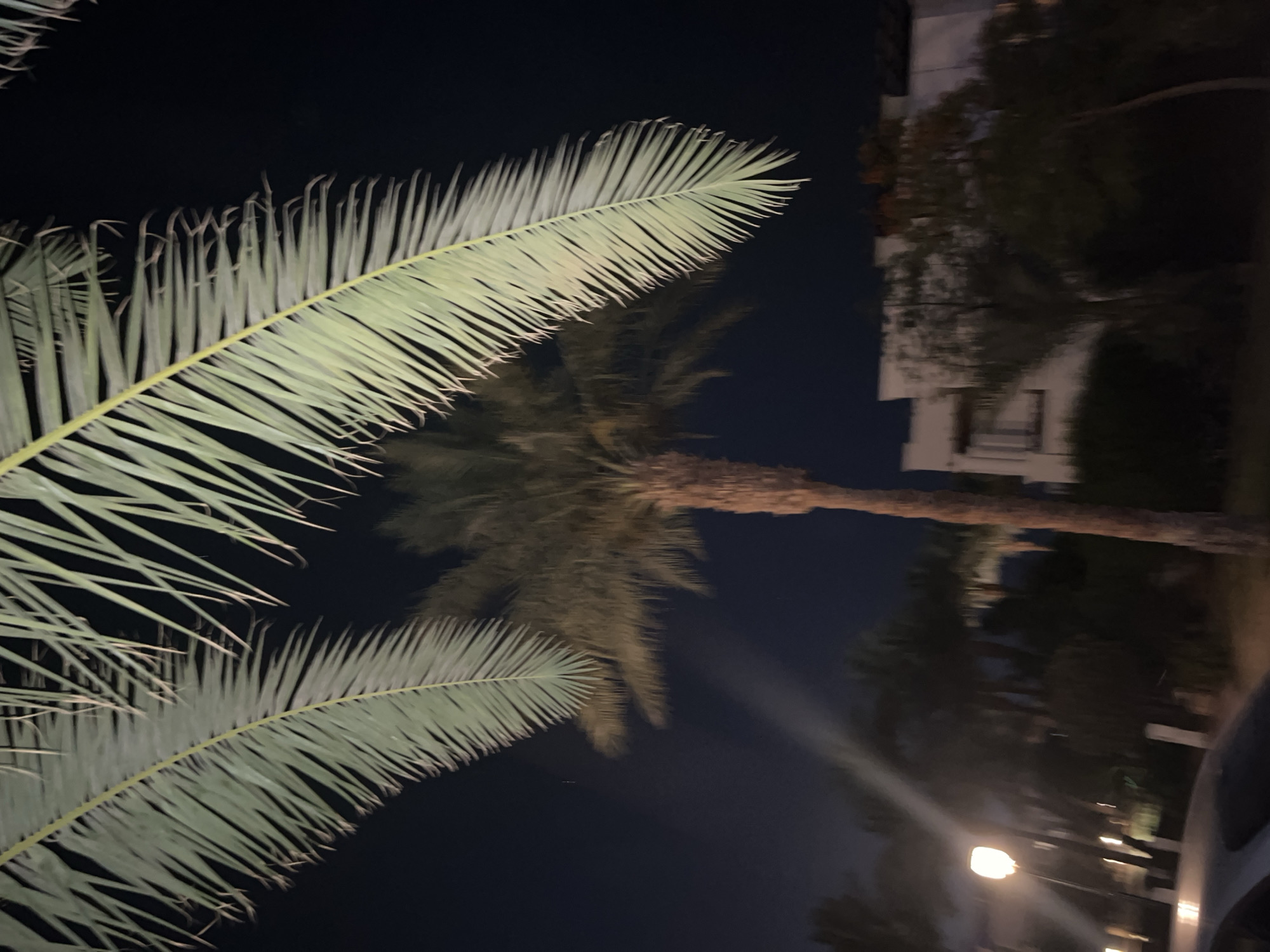 The image depicts an outdoor scene at night in Sharm El Sheikh, Egypt. In the foreground, a portion of a palm tree's fronds are visible against a dark sky. The fronds are light green and have a feathery texture. Behind the fronds, the trunk of another palm tree is prominent, appearing rough and textured. Further in the background, a white building with multiple windows and balconies is visible, partially obscured by trees and foliage. A street lamp with a glowing orange light is also present on the left side of the image, illuminating a portion of the foreground. The overall scene suggests a tropical or subtropical environment, consistent with the location. There are no people or discernible animals present in the image, and the focus is on the natural and architectural elements of the environment at night. The lighting suggests artificial light sources, such as the street lamp and possibly lights within the building.