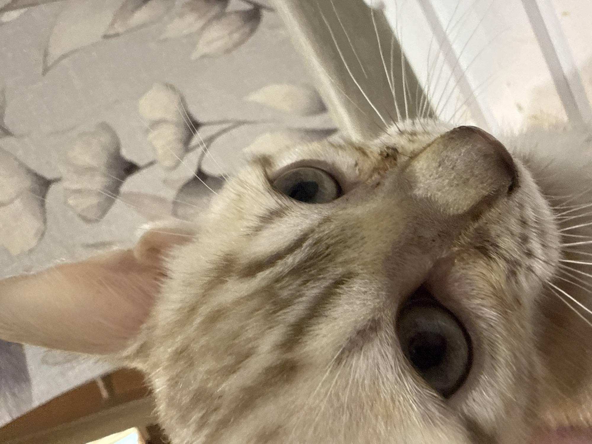 The media file is a close-up, low-angle photograph of a light-colored cat's face. The cat's head is tilted upwards, with its gaze directed towards the camera. The cat has light fur with subtle darker tabby markings on its forehead and cheeks. Its eyes are wide open, with dark pupils, and appear to be a greenish-blue color. Long white whiskers fan out from its muzzle. Part of the cat's ear is visible on the left side of the frame, showing its pink interior. The background is out of focus, but appears to be a patterned fabric with a floral or leaf-like design in muted tones of grey and beige. The lighting suggests it might be indoors, possibly during the daytime. There is no visible text in the image. The setting appears to be a domestic environment. The cat's expression is curious and direct.