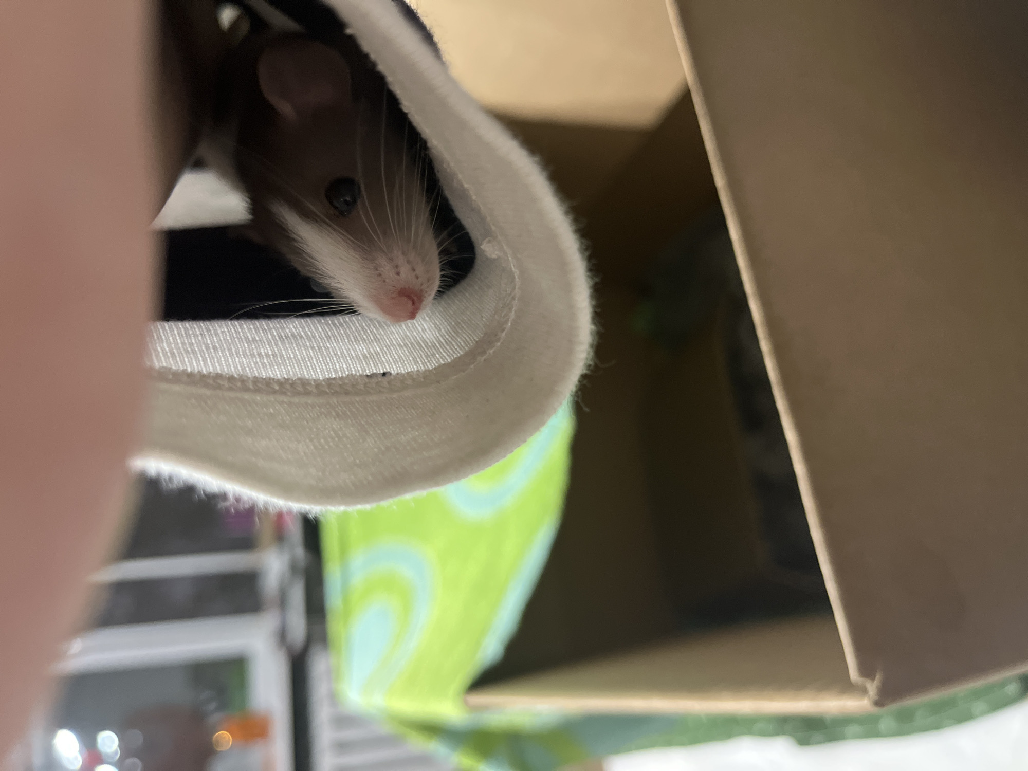 A brown and white rat is peeking out from a white and black cloth tube. The tube is likely inside a cardboard box, part of which is visible in the upper right corner. A green and blue patterned material is visible below the tube. In the background, there is a blurred view of a cage and some indistinct objects. The location cannot be determined from this image.