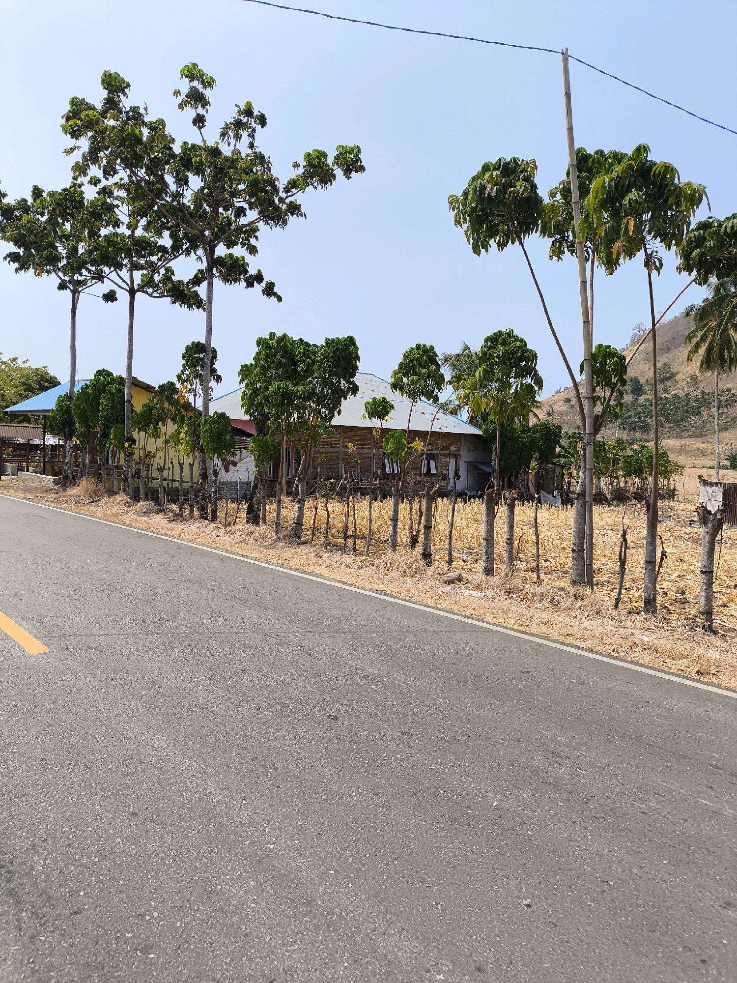 This is a landscape photograph taken on a sunny day in Kwandang, Indonesia. The foreground features an asphalt road with a yellow line marking its edge. To the right of the road, a sparsely vegetated field is visible, with dry, brown stalks covering the ground. A rough fence made of vertical wooden poles and horizontal branches runs along the edge of the field.
Behind the fence, several houses with corrugated metal roofs and wooden or bamboo walls are situated. One house has a yellow facade, while others appear to be constructed from natural materials. A line of young trees with lush green foliage stands between the road and the houses. In the background, a dry, grassy hillside rises, dotted with more trees, including palm trees on the right side of the frame. The sky is clear and bright blue. Electrical wires are visible stretching across the top of the image, supported by a tall wooden pole. The overall scene depicts a rural or semi-rural setting in Kwandang, characterized by modest housing, arid vegetation, and a clear, warm atmosphere.