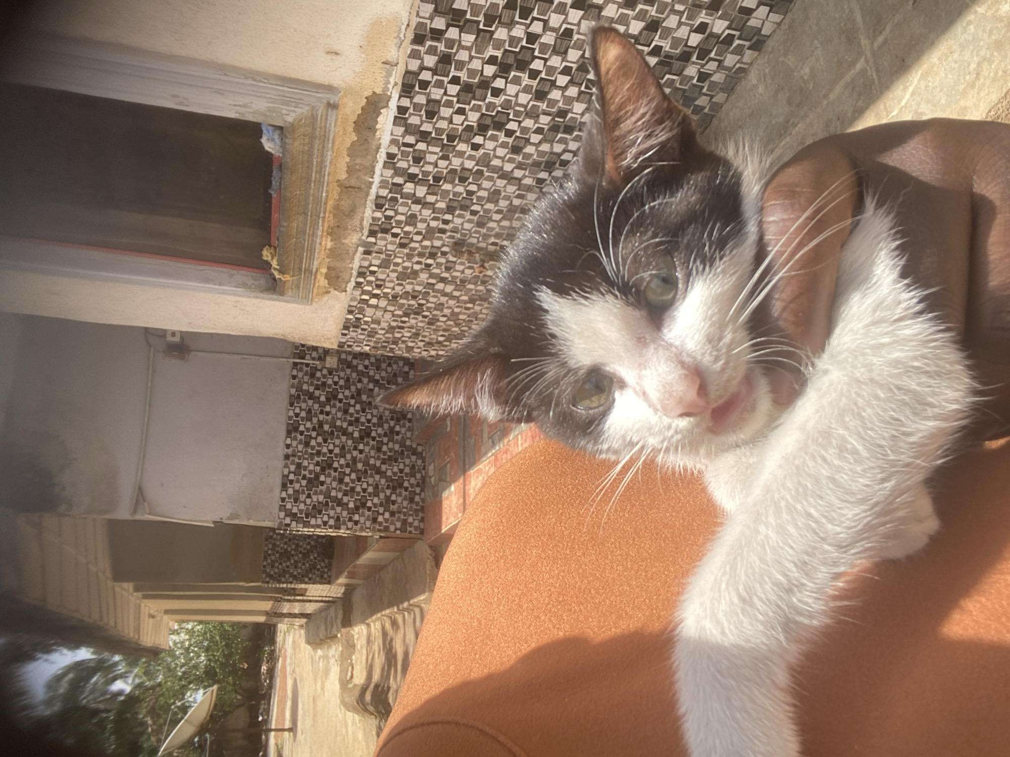 A close-up, brightly lit outdoor photograph, originally rotated 90 degrees clockwise, captures a black and white tuxedo kitten held by a person. The kitten, with striking green eyes, white whiskers, and a pink nose, looks directly towards the camera, its tongue slightly visible. It has a white chest and paws, with black fur on its head and back. A dark-skinned hand or arm of the person holding the kitten is visible, along with a portion of an orange or rust-colored garment worn by the individual.
The background reveals architectural elements of an outdoor setting, likely a veranda or patio in Maigizo, Nigeria. A distinctive wall to the left of the cat features a geometric pattern of small, dark and light brown or grey tiles. Above this patterned wall is a rectangular opening or window frame, showing a dark interior and some exposed construction material with a red line at the bottom. Further in the background, a sunny outdoor scene is visible, with green trees, other distant buildings, and a white satellite dish. Strong sunlight casts clear shadows, indicating daytime, possibly mid-morning or afternoon. No visible text is present in the image.