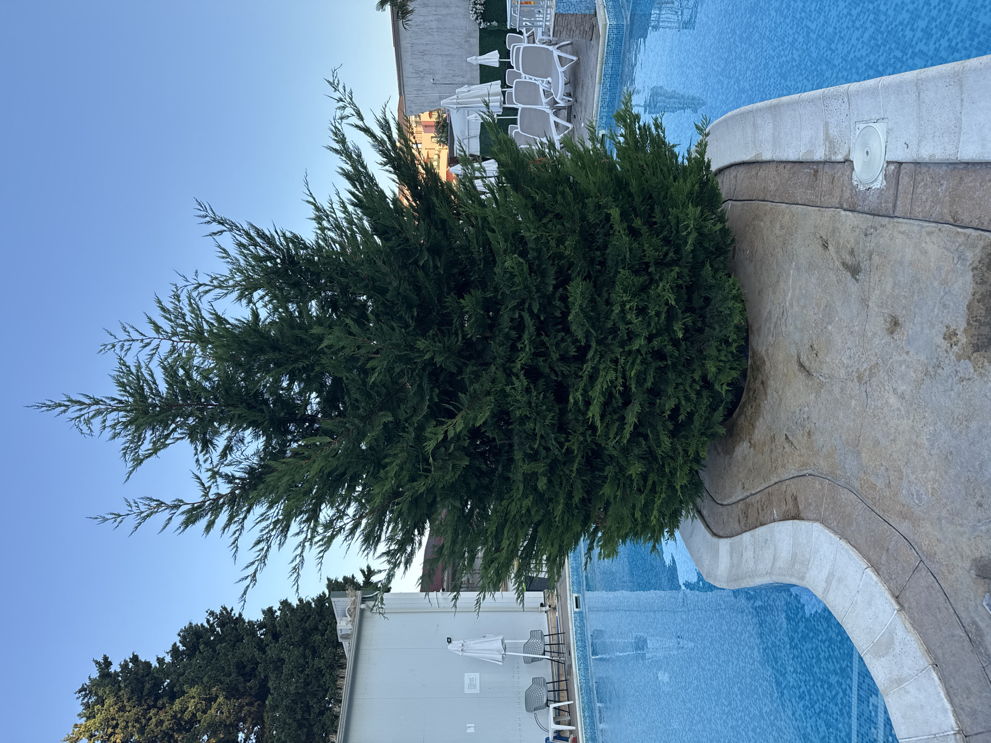 The image shows a large evergreen tree growing from an island in the middle of a bright blue swimming pool. The pool has a tiled bottom and a decorative stone border. In the background, there is a building with white siding and air conditioning units, some lounge chairs with white umbrellas, and other vegetation. The sky is a clear blue. The scene appears to be in Nesebar, Bulgaria, possibly at a resort or hotel. There are no people visible in the image.