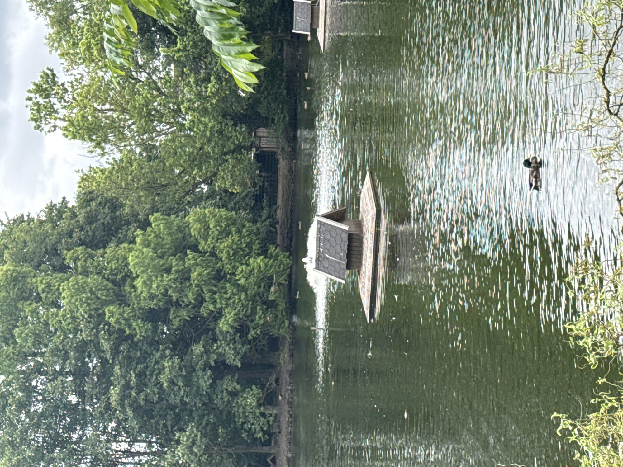 The image shows a tranquil pond scene with lush green trees in the background, characteristic of the park area in Bassum, Germany. In the foreground, a solitary duck swims serenely on the rippling water. In the middle ground, a quaint wooden birdhouse, designed like a miniature house with a dark, shingled roof, floats on a raft. A fountain in the pond creates a gentle spray, adding to the peaceful ambiance. Another similar birdhouse is visible further in the distance on the right side of the pond. The overall scene evokes a sense of calm and natural beauty.