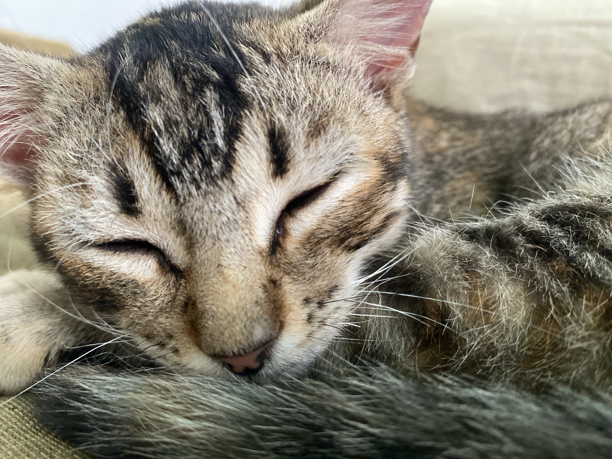 Close-up of a sleeping tabby kitten. The kitten's head is resting on its body, obscuring the background. The kitten has a pink nose and closed eyes. Fur is a mix of brown, black, and gray stripes. White whiskers are visible. The image was taken indoors. There is no indication of Tinaquillo, Venezuela.