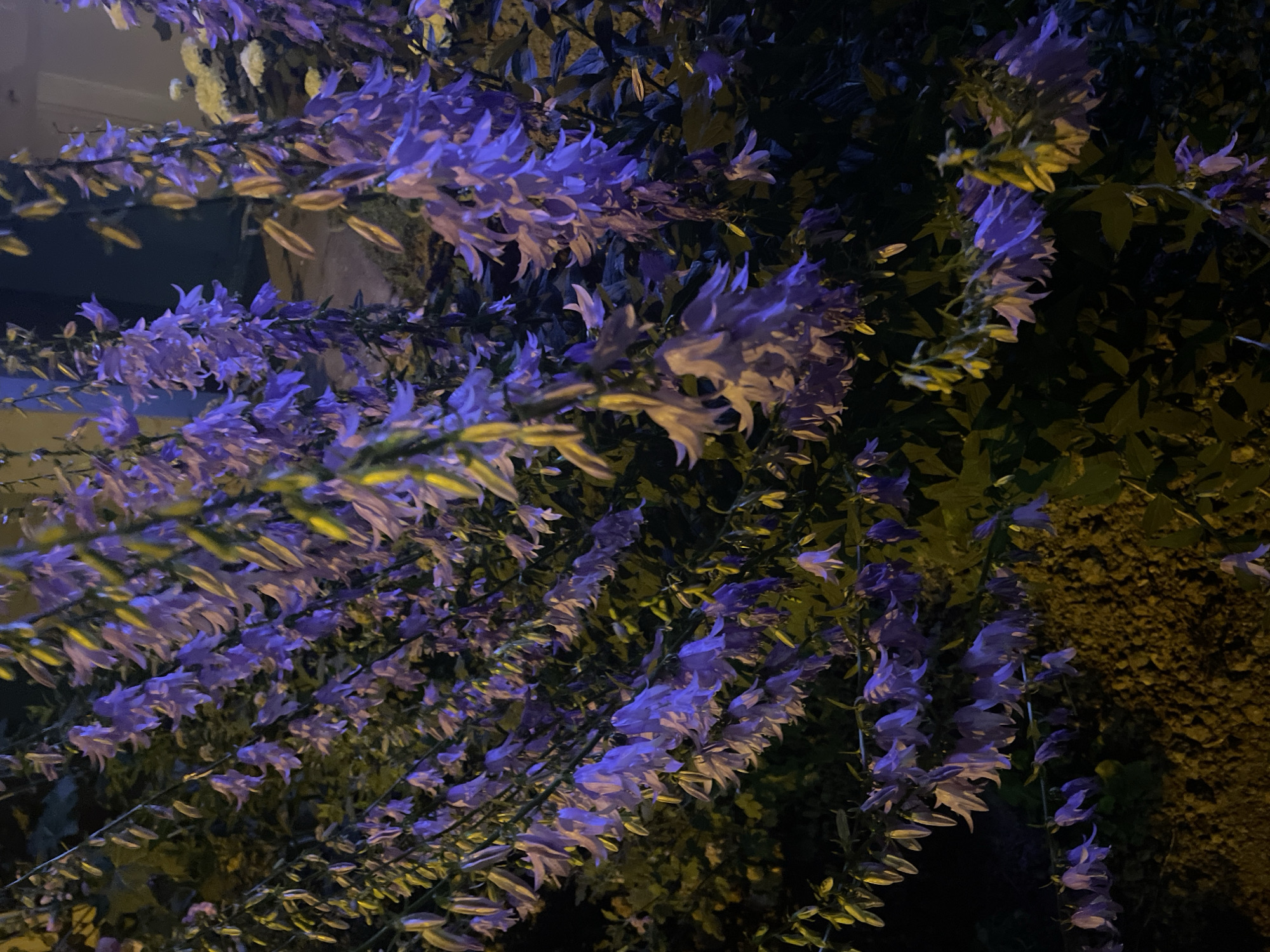 The image shows a close-up view of purple bell-shaped flowers hanging in clusters, possibly Campanula or a similar species. The flowers are predominantly purple, with some appearing lighter due to lighting. The background is dark, with some green foliage visible and hints of yellow and white light sources, suggesting artificial illumination. The ground below appears to be covered in a rough, granular material, possibly mulch or soil. The scene is likely outdoors, given the presence of plants. There are no people or discernible actions depicted. The location is identified as the city of Krasnogorsk, Russia, though there are no specific visual cues in the image to confirm this precise location within the city. The lighting suggests it may be nighttime or a heavily shaded area illuminated artificially.