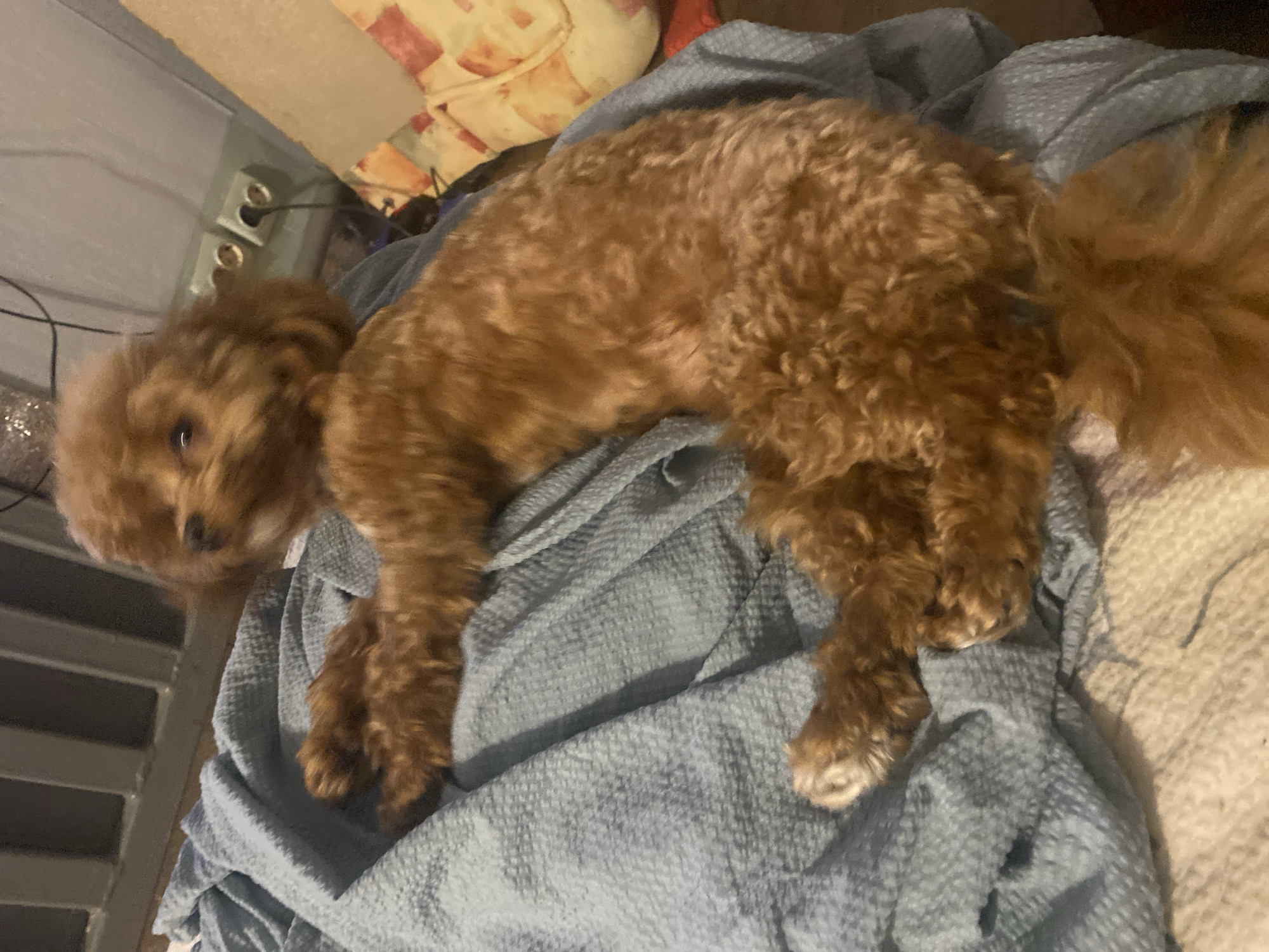 A brown poodle is lying on a blue blanket. The dog is in focus and appears to be resting. The background is blurred, but it looks like an indoor setting. There are electrical outlets on the wall in the background. The image is taken from a high angle, looking down at the dog. The lighting is dim, suggesting it might be evening or the room is not well-lit. There are no people visible in the image. The overall scene appears calm and domestic.