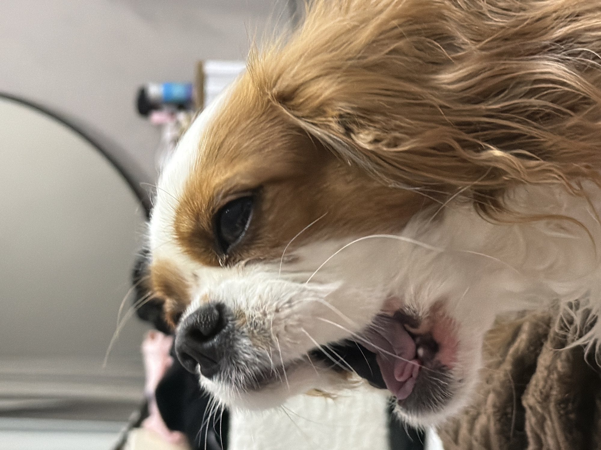 A close-up, profile image captures a Blenheim Cavalier King Charles Spaniel dog, positioned with its head oriented towards the upper left. The dog's mouth is open, revealing a pink tongue and portions of its gums and teeth. Its dark eye is visible, directed upwards. Prominent white whiskers extend from its muzzle. The fur on its ears and the sides of its face is wavy and chestnut-brown, while the fur around its muzzle and chest is white. The dog appears to be resting on a textured, brown, soft material, possibly a blanket or rug, which is visible in the lower portion of the frame. The background is out of focus, indicating an indoor environment, presumed to be a domestic residence in Chaikovsky, Russia. Elements in the blurred background include a light-colored wall, a dark circular object (possibly a mirror) towards the upper right, and indistinct items, including dark, pink, and blue objects on a surface in the mid-right.