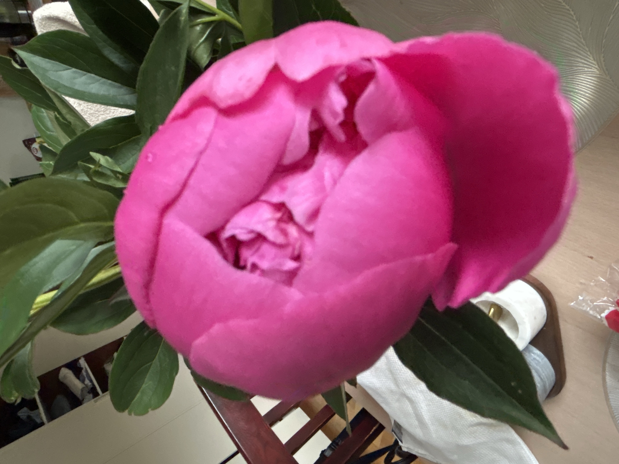 This media file shows a close-up view of a bright pink peony flower bud, partially opened. The flower is the dominant subject, with its vibrant petals taking up most of the frame. Surrounding the bloom are several dark green leaves.
In the background, the scene is somewhat cluttered and appears to be indoors, possibly in a domestic setting. Hints of furniture, such as wooden slats that could be part of a chair or table, are visible. There are also some objects that are difficult to identify clearly, including what looks like fabric or a towel, and a white cylindrical object with a metallic component, possibly a candle or a spool of thread. A portion of a patterned surface, perhaps wallpaper or a decorative screen, is visible in the upper right corner.
No people are visible in the media. The lighting suggests it might be daytime, but the indoor setting makes it difficult to determine the exact time of day or weather conditions. The focus is entirely on the flower, suggesting the creator's interest is in its beauty and detail. There is no visible text in the image. The setting is identified as Tallinn, Estonia.