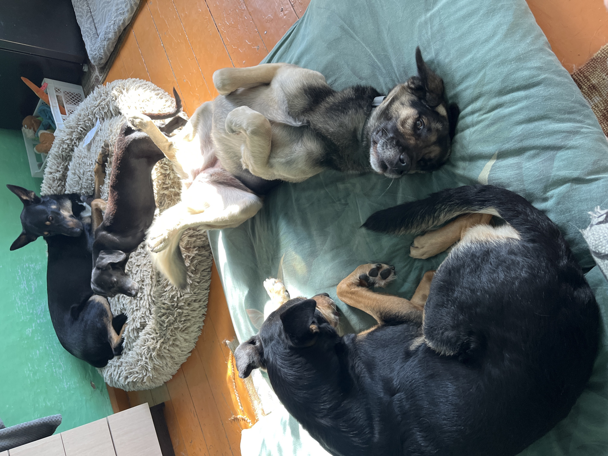 The image depicts four dogs resting indoors. Two dogs, one black and tan and another solid black, are lying together on a fluffy, circular dog bed. A third black and tan dog is partially visible, also on the bed. A fourth dog, a lighter tan and brown color, is lying on its back on a large, flat, teal-colored pillow or cushion. The floor appears to be made of wooden planks. In the background, a white plastic basket filled with dog toys, including a stuffed orange carrot, is visible. The wall behind the dogs is painted green. The scene suggests a domestic setting, likely a living room or similar space. The presence of dog beds, toys, and multiple dogs indicates a pet-friendly home environment. There is no indication of the specific location within Nizhny Tagil, Russia, or any other geographical details beyond what is visually present.