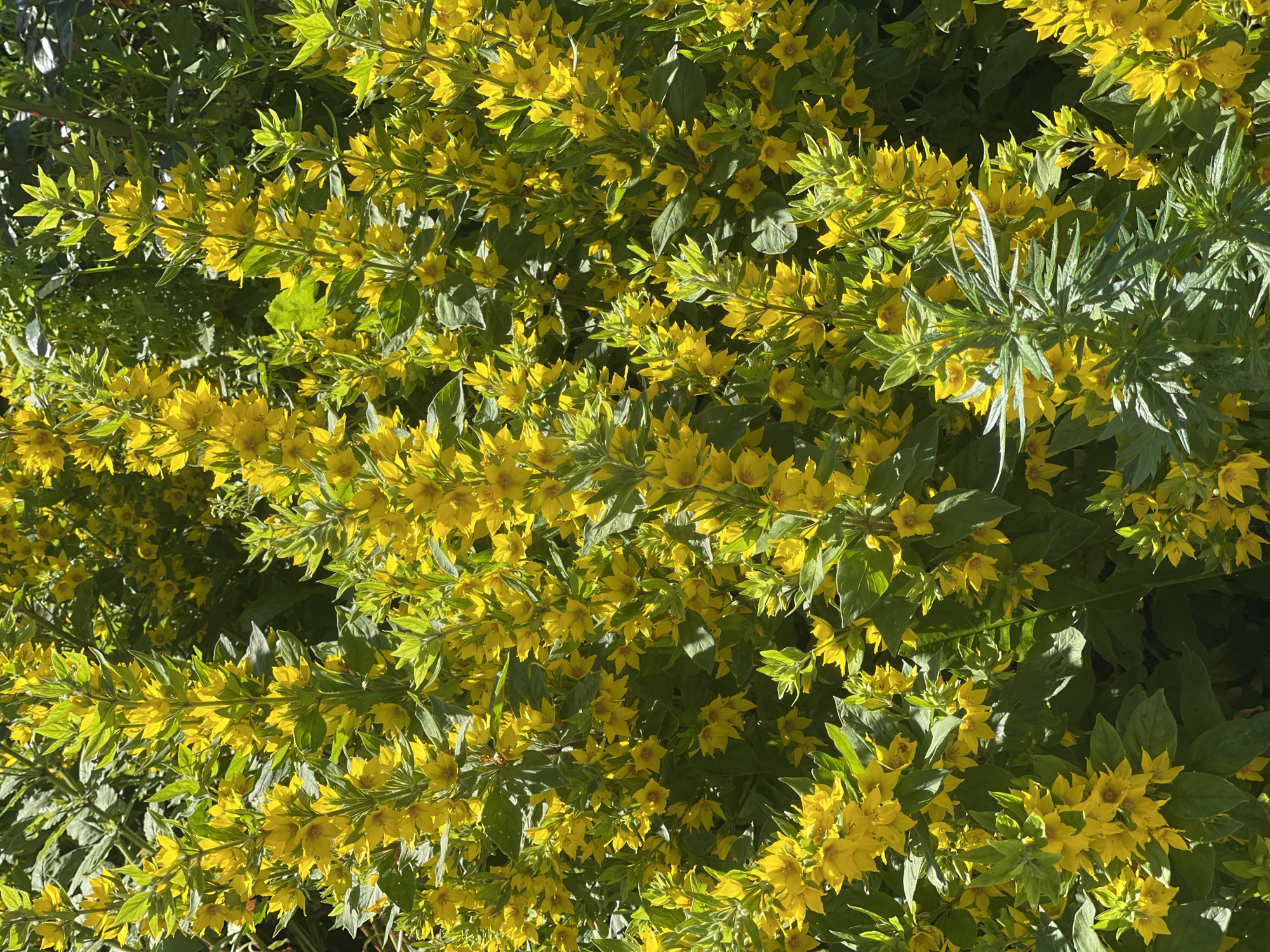 This is a close-up, overhead shot of a dense cluster of yellow flowers with green foliage. The flowers are star-shaped with five petals and are clustered along slender stems. The leaves are lance-shaped and a vibrant green, some with a lighter, almost yellow-green hue. The lighting suggests it is daytime, with sunlight casting shadows and highlighting the textures of the plants. The overall impression is of a lush, blooming plant, possibly a garden or wild area. There is no text visible in the image. The location context of Заречный, Russia suggests this scene is likely from a garden or natural landscape within that region.