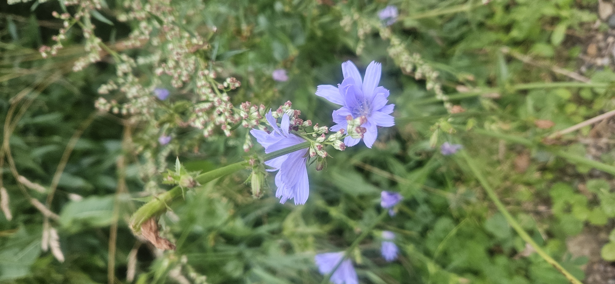 The image shows a close-up, vertical shot of several light purple chicory flowers in bloom, surrounded by lush green foliage. One flower is prominently in the foreground, its delicate petals spread open, while another is slightly out of focus to its left. The background consists of a soft blur of green leaves, some dried brown stalks, and hints of other small flowers and seed heads. The scene appears to be an outdoor, natural environment, possibly a field or a roadside verge, given the wild growth. The lighting is natural, suggesting it was taken during the daytime. The image is devoid of any human presence, man-made structures, or urban elements, and therefore cannot be definitively placed within the city of Vitsebsk, Belarus, without additional context.