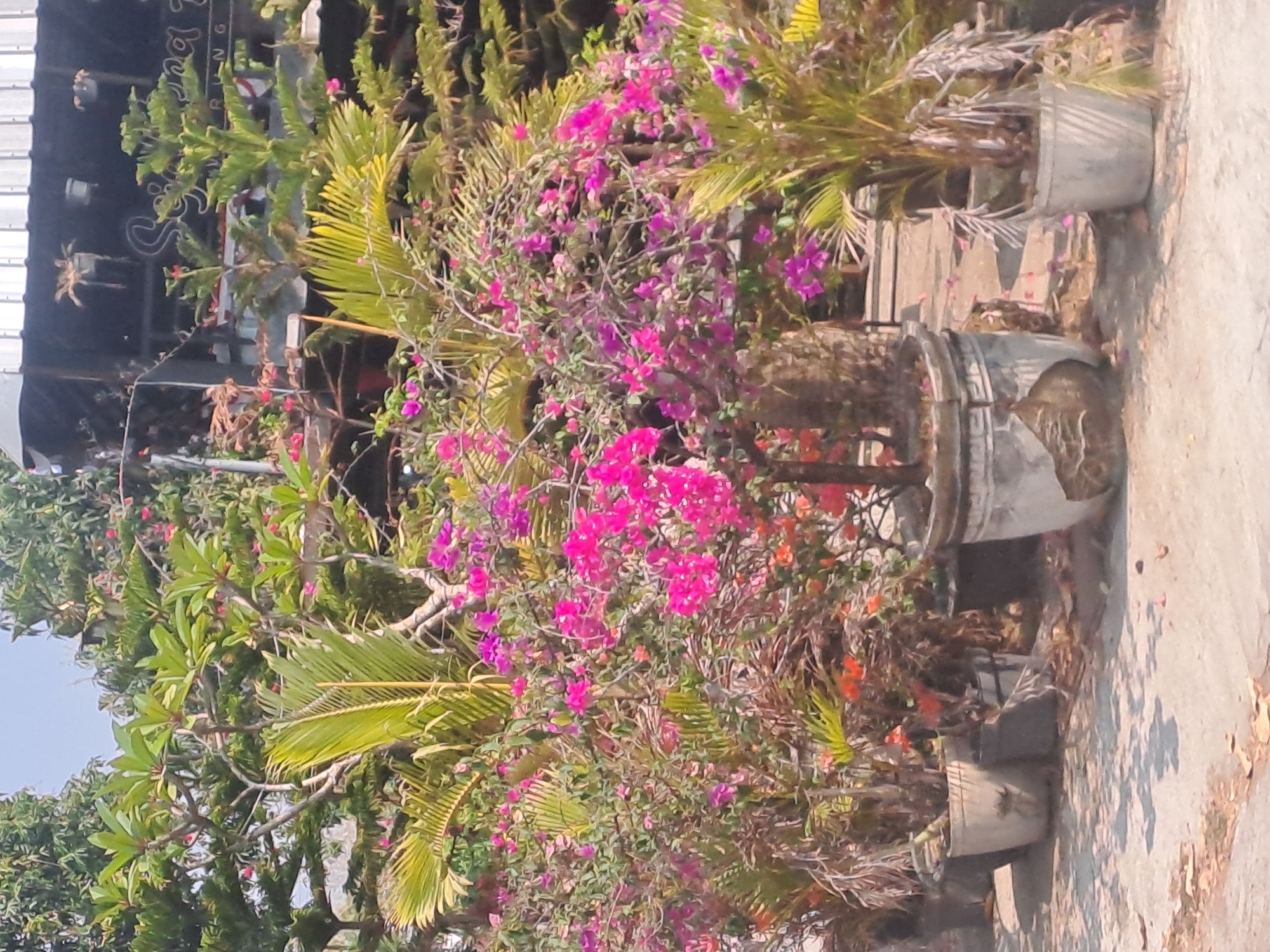 The image depicts a vibrant outdoor scene with numerous potted plants, primarily bougainvillea with bright pink and fuchsia bracts, and several palm trees. The plants are arranged along a paved walkway, likely in front of a building with a dark roof structure visible in the background. A sign with stylized lettering, possibly a business name, is present on the building. The ground is concrete, with some scattered leaves and debris. The environment appears sunny, with shadows cast by the plants. The plants are in various sizes of pots, some of which are ornate and weathered. The overall impression is that of a well-maintained garden or nursery. The location is identified as Mojorejo, Indonesia, suggesting this is a typical commercial or residential setting in that region. There are no people visible in the image.