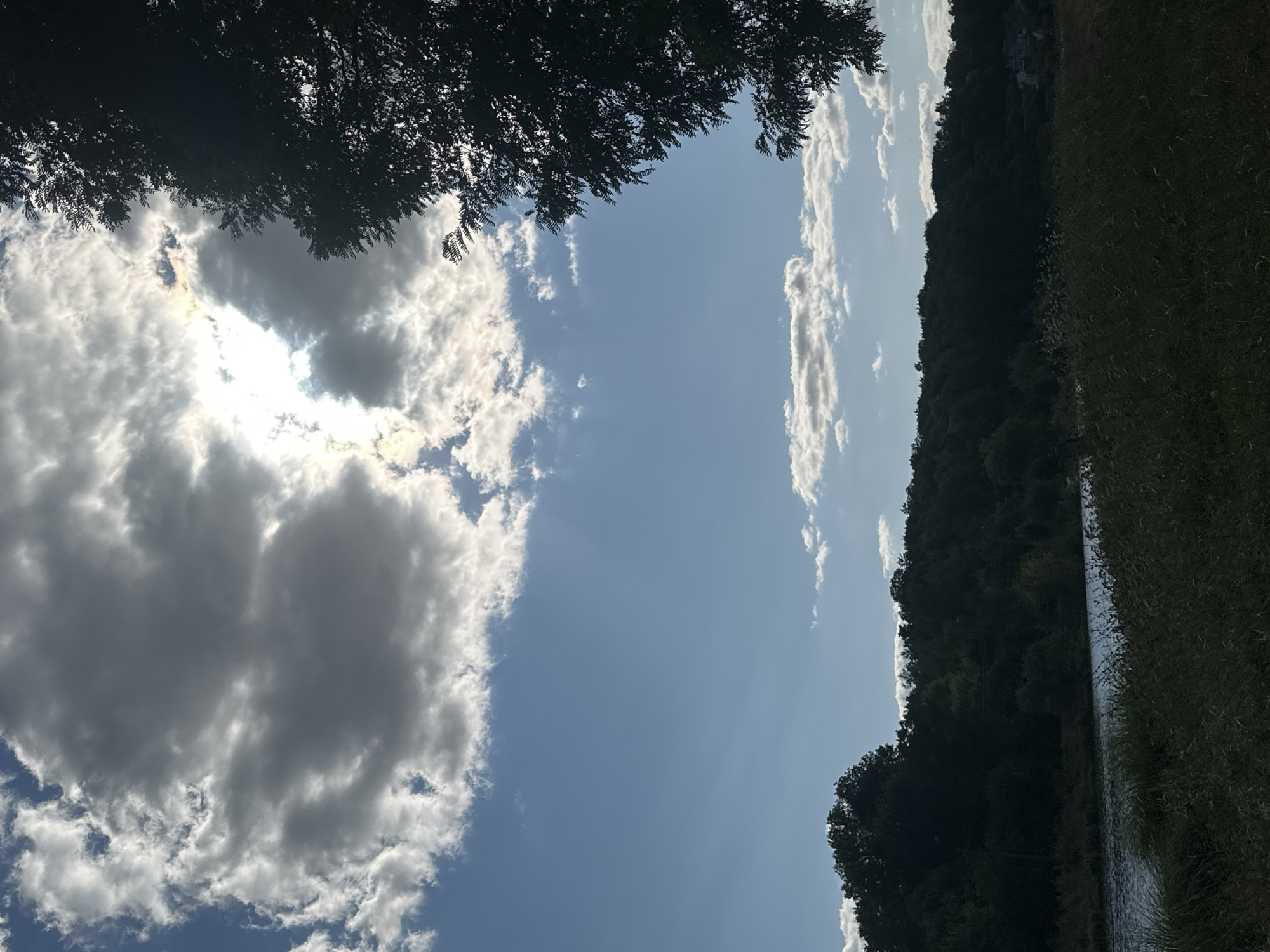 A wide shot captures a serene natural landscape under a partly cloudy sky. The foreground is dominated by dry, tall grasses, with a sliver of a calm river visible to the left. Beyond the river, a dense, dark green forest stretches across the horizon, with the silhouettes of trees creating a deep shadow. The sky above is a clear blue, with dramatic, white and gray clouds scattered across it, and the sun peeking through, casting rays of light. A large, dark tree branch with leaves extends from the right side of the frame, partially obscuring the sky and clouds. The image appears to be a landscape photograph taken outdoors, likely in the rural outskirts or a park area of Makiv, Ukraine, given the dense forest and open water typical of such regions. No people or specific man-made structures, apart from a hint of a building in the far distance on the right, are clearly discernible.