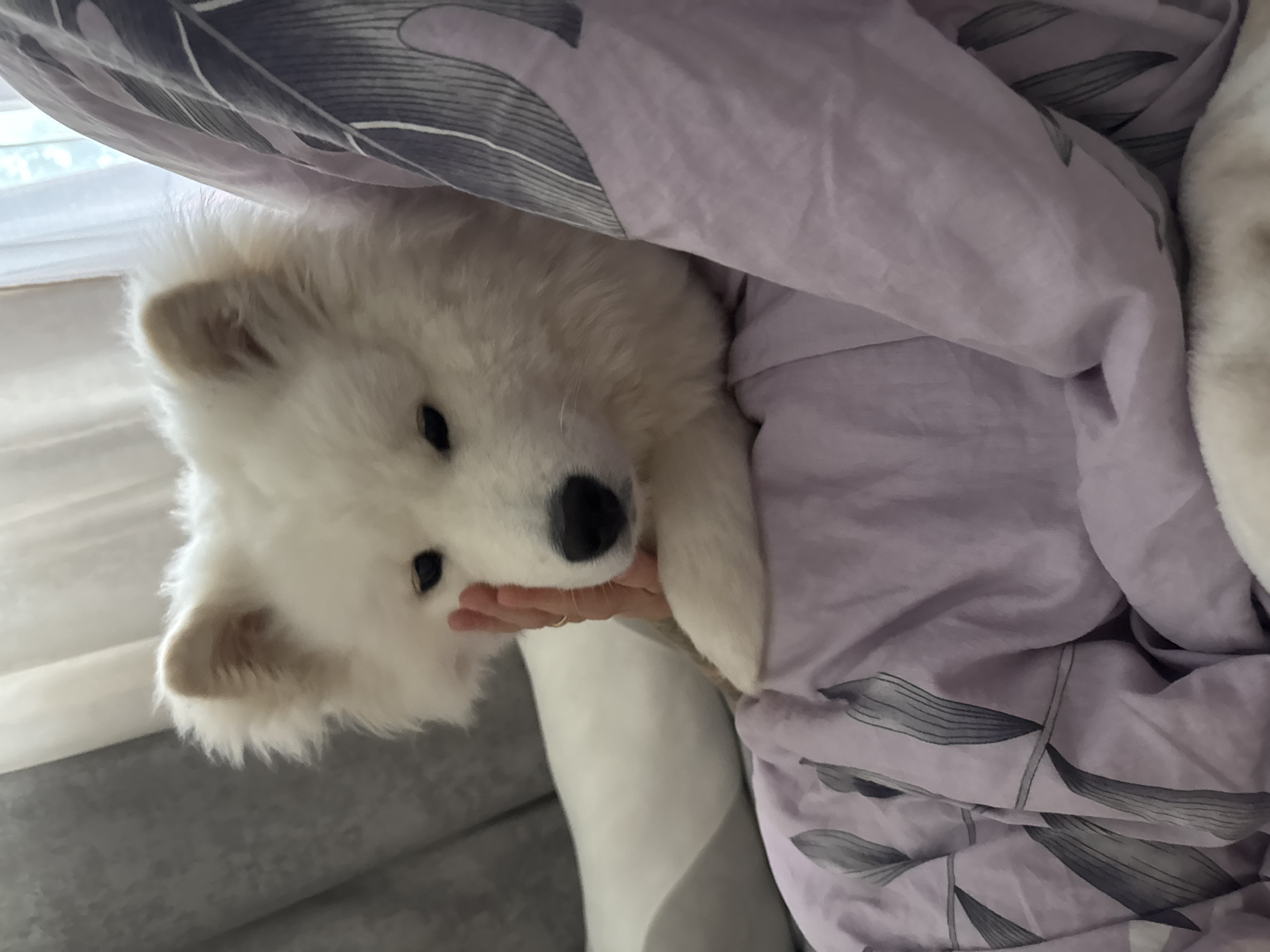 A fluffy, white Samoyed dog or puppy is the central subject of this close-up, indoor shot, likely taken in Chaikovsky, Russia. The dog is peeking out from under a light purple blanket or duvet cover adorned with a subtle pattern of stylized gray leaves or fronds. Its dark, expressive eyes and black nose are prominent, and its white fur appears soft and thick. A human hand is visible, gently cradling the dog's chin, suggesting an affectionate interaction. The dog's expression is calm and endearing, looking directly towards the camera.
In the background, a window provides soft, natural light, indicating it is daytime. The soft lighting illuminates the dog's fur and the textured fabric of the blanket. Part of a window sill and a subtle reflection can be seen behind the dog. The image captures a moment of quiet comfort and companionship, with the dog nestled cozily. No text is visible in the image.