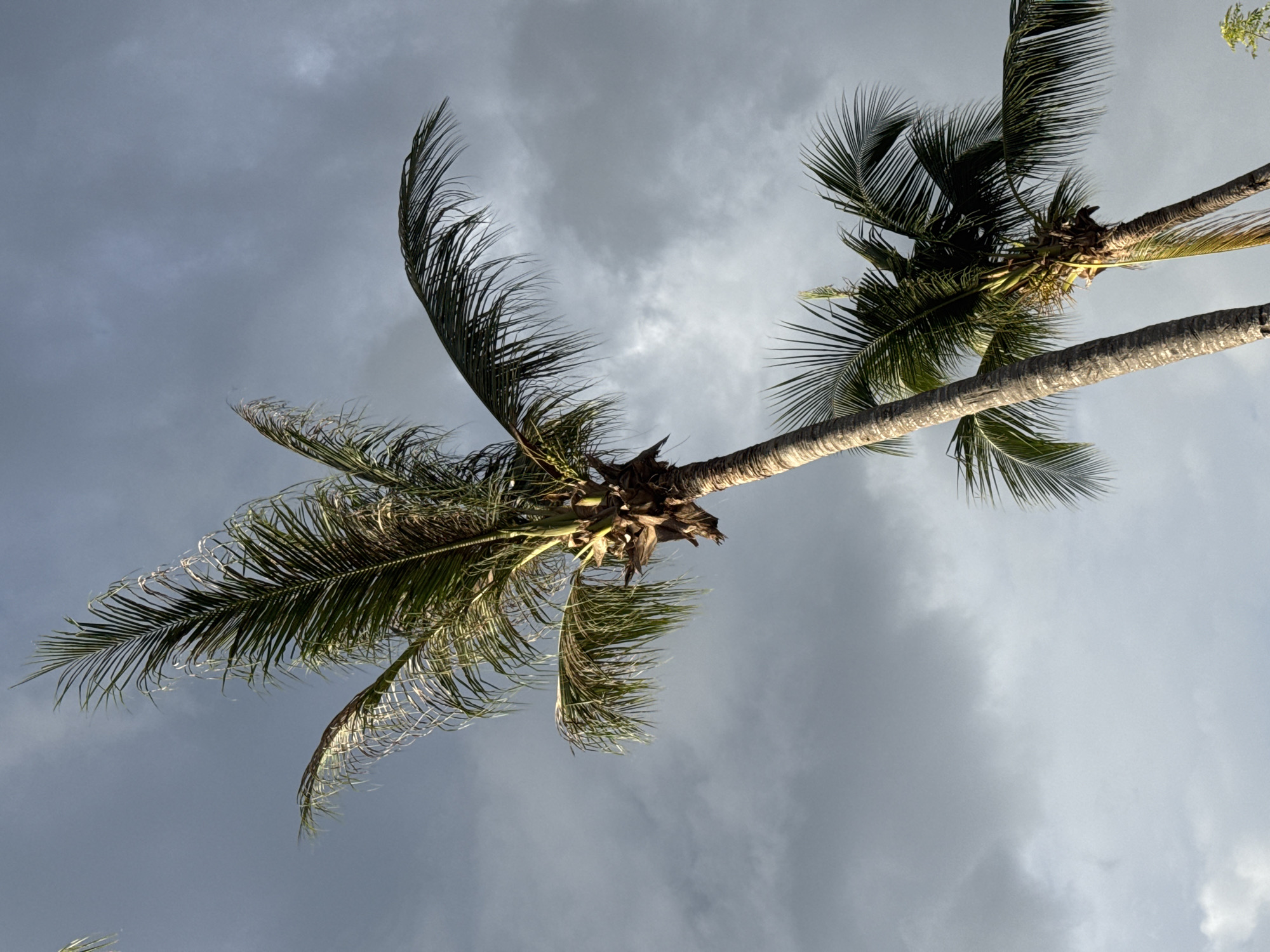 The image shows two palm trees against a backdrop of gray, cloudy skies. The viewer is looking up at the trees, their trunks extending from the bottom of the frame diagonally to the upper right. The palm fronds are green and appear to be swaying slightly, suggesting a breeze. The trunks are light gray. The location is Unknown, Unknown.