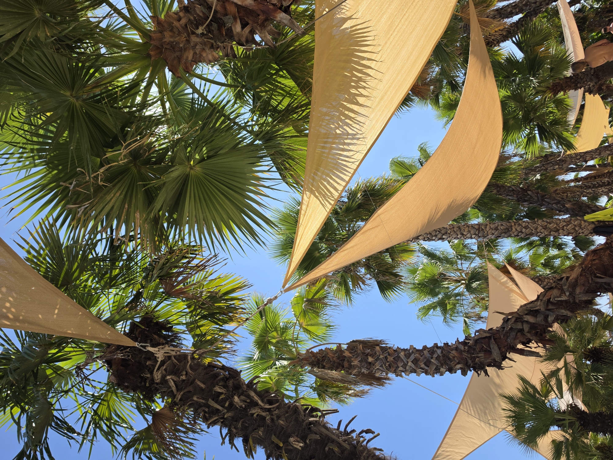 The image depicts a view looking up at several palm trees against a clear blue sky, with tan-colored shade sails suspended between them. The palm fronds are lush and green, with some dried fronds visible on the trunks. The shade sails are draped in a flowing manner, casting dappled shadows. In the background, more palm trees are visible, suggesting a tropical or subtropical environment. The scene evokes a sense of a sunny, outdoor recreational area, possibly a beach or resort. The specific location in Jesolo, Italy is not discernible from the visual information in the image alone.
