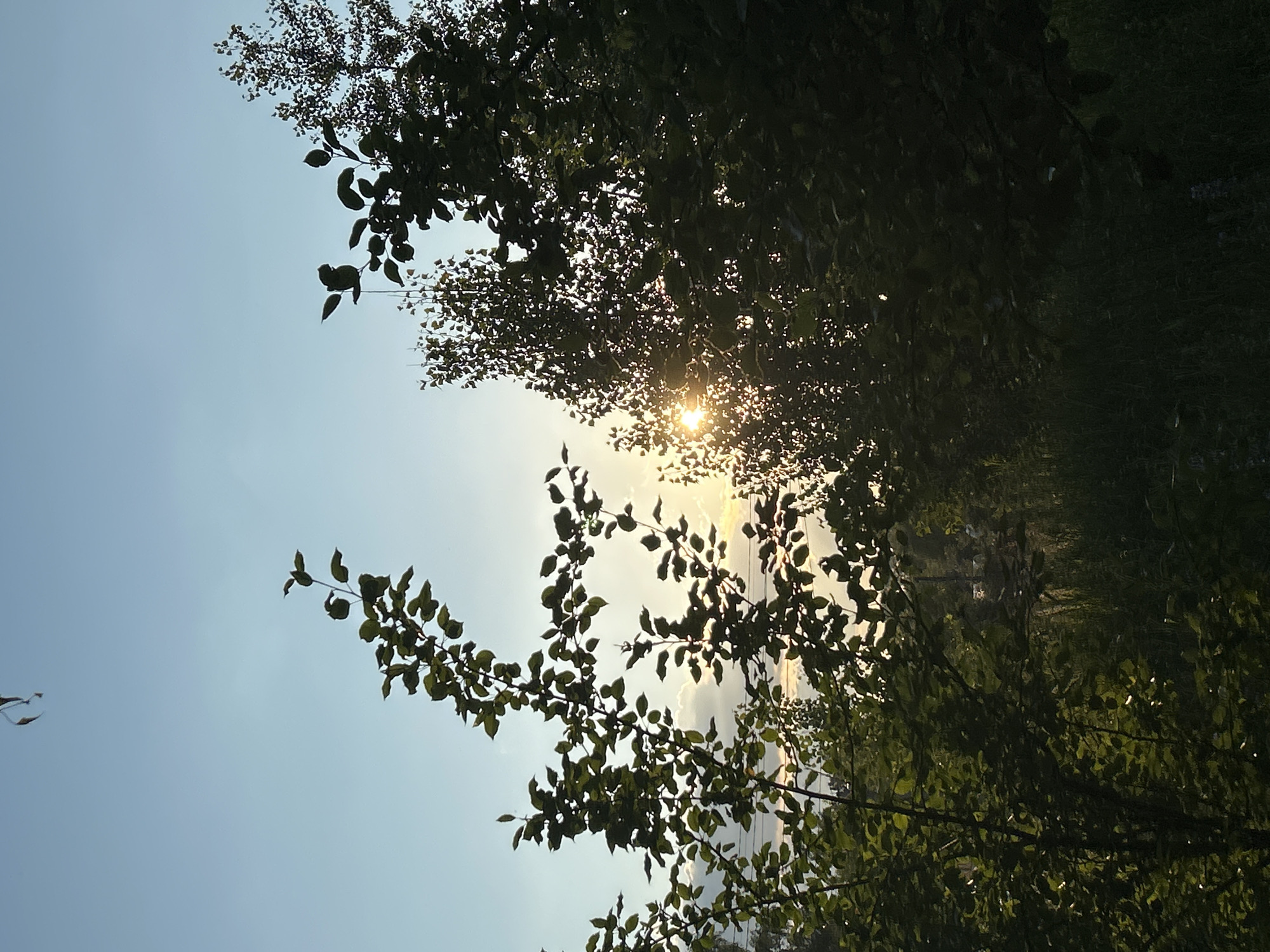 The image captures a view through dense foliage, looking towards a bright sky. The sun is visible, peeking through the leaves, creating a dappled light effect. The leaves and branches of trees are the dominant subjects, silhouetted against the sky. In the background, there's a hint of a landscape, possibly a body of water or a field, also partially obscured by the trees. The overall scene suggests an outdoor setting, likely a natural environment like a park or a forest. The time of day appears to be either early morning or late afternoon, given the low angle of the sun and the warm glow it casts. The weather seems clear, with the sun shining brightly. There are no visible people or text in the image. The composition, with the sun filtering through the leaves, evokes a sense of peace and natural beauty. The location context indicates Chaikovsky, Russia, which is consistent with a natural, possibly riverside or forested, setting.