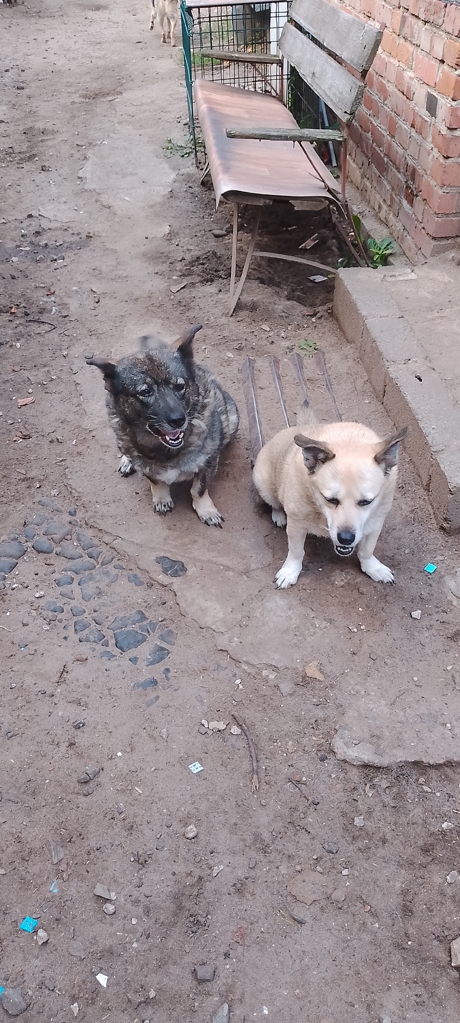 The image depicts an outdoor scene likely in Belgorod, Russia, showing two dogs in the foreground. The dog on the left is a medium-sized mixed breed with brindle and grey fur, sitting and looking forward with its mouth slightly open. The dog on the right is a lighter colored, possibly tan, mixed breed, also sitting and looking downwards. Both dogs have erect ears. The ground is dirt and appears somewhat unkempt, with some scattered stones and debris. In the background, there is a rustic metal bench with wooden slats, a brick wall, and some greenery. Further in the distance, another dog can be seen walking away from the camera. The overall impression is of a simple, rural or semi-rural setting.