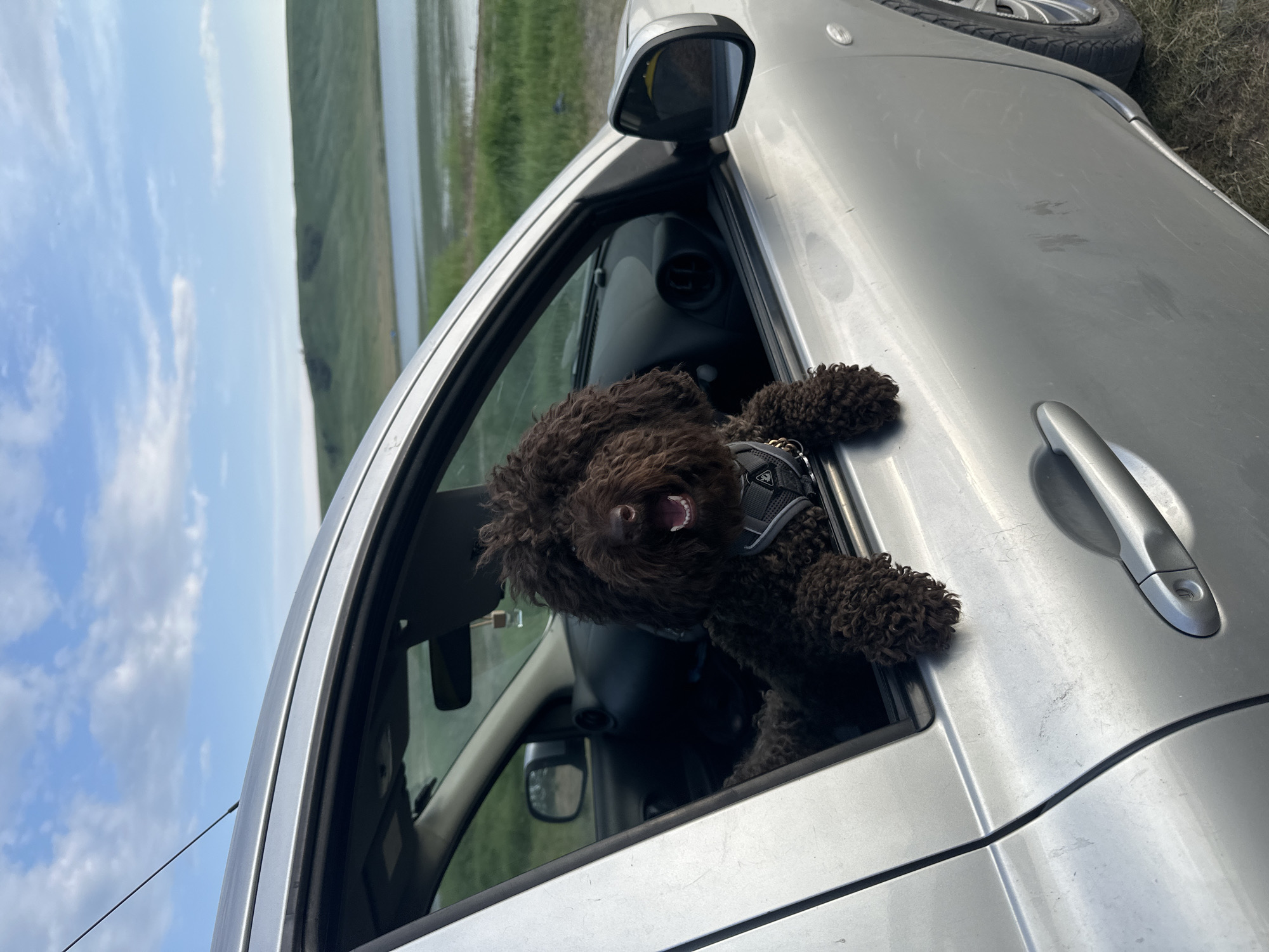A brown, curly-haired dog with its head and front paws out of the driver's side window of a silver car is pictured in a landscape. The dog is wearing a gray harness. The car is parked on a grassy area next to a body of water, with rolling green hills and a blue sky with scattered clouds in the background. The image appears to have been taken on a sunny day. The location is the city of Novonikolaevka, Russia.