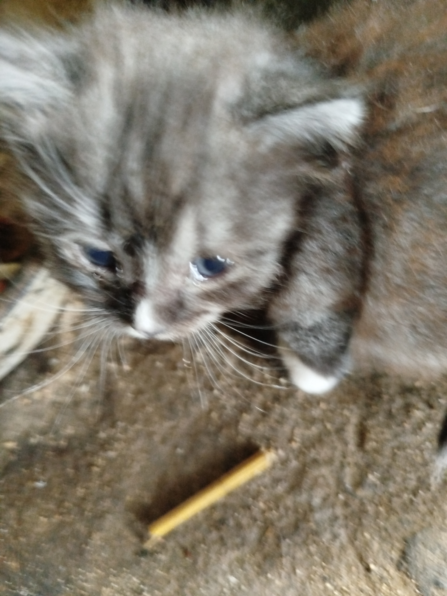 A close-up, high-angle shot shows a young kitten's face and upper body in Крывасельскі сельскі Савет, Belarus. The kitten is predominantly grey with darker tabby markings on its head and body. Its fur appears fluffy and slightly disheveled. The kitten's eyes are open and blue, with a wet sheen, suggesting they may be watering. A small white patch is visible on its nose. Long, white whiskers extend from its muzzle. The kitten is resting on a textured, earthy surface, possibly dirt or a rough floor. In the lower portion of the frame, a thin, yellowish-brown stick-like object lies on the ground. The background is a blurred mix of earthy tones and hints of fabric.