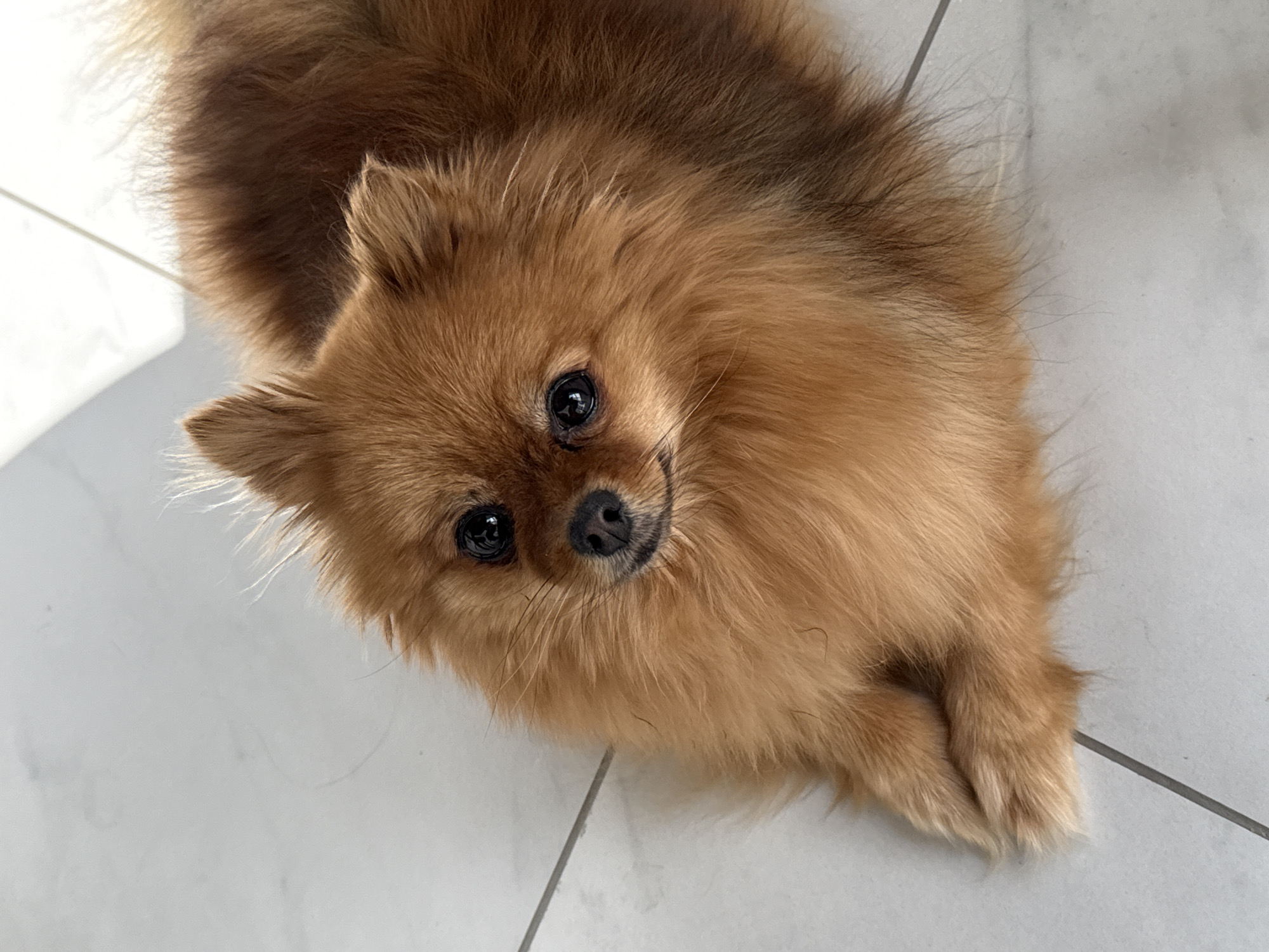 The image is a high-angle shot of a brown Pomeranian dog lying on a white tiled floor with gray grout lines. The dog is looking up at the camera with a slight tilt of its head. The fur is fluffy and thick, varying in shades of brown. The dog's eyes are dark and round. The background is simply the tiled floor with diffused light. There is no indication that the image was taken in Olginskaya, Russia.