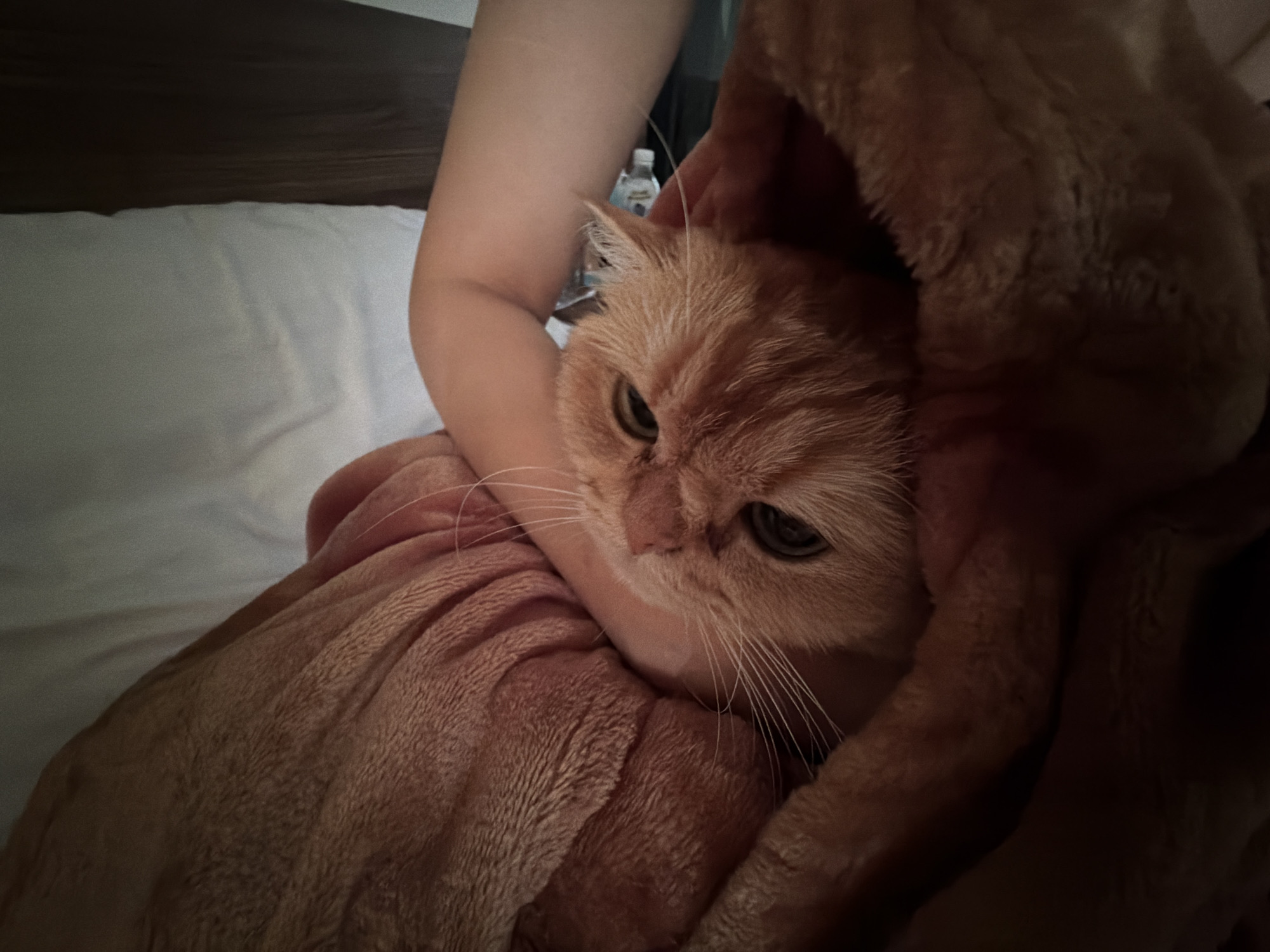A close-up shot shows an orange cat being held by a person under a soft, peach-colored blanket. The cat's face is visible, with large, expressive eyes. The background is blurred but suggests a domestic setting, possibly a bed with white sheets. There is a dark wooden headboard visible in the upper left corner of the image, and a white plastic bottle can be seen in the background, slightly out of focus, to the right of the cat's head. No specific details are present in the image that would allow for identification of a location in Đà Nẵng, Vietnam. The image captures a moment of comfort and closeness between the person and the cat.