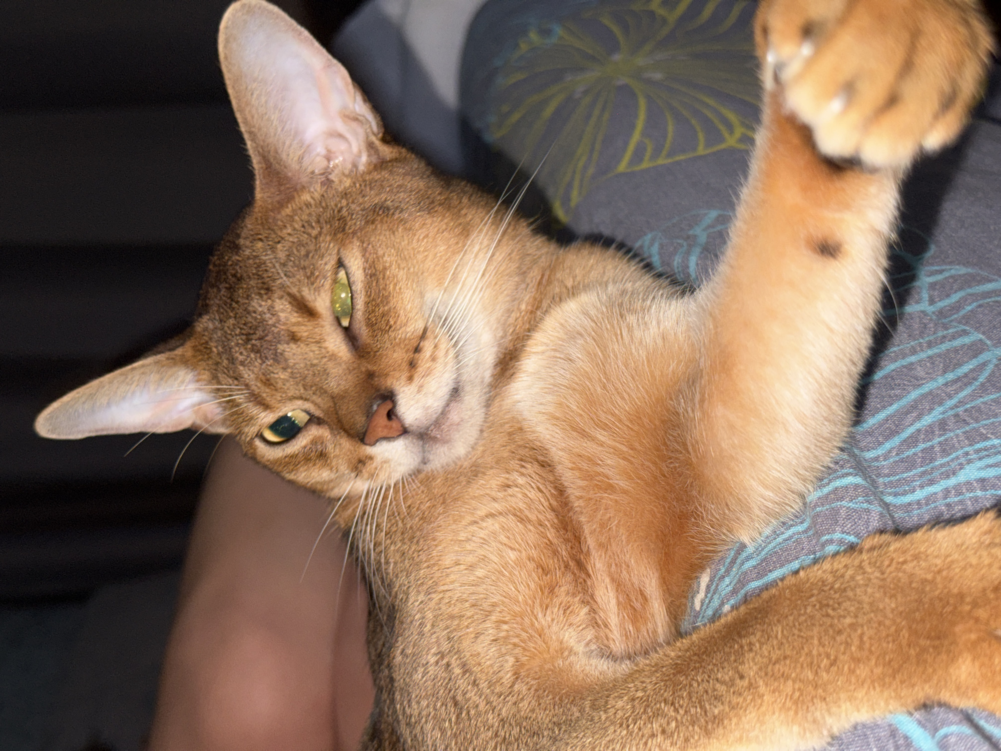 A close-up, eye-level shot shows a ginger cat with green eyes. The cat is lying down on a striped, gray and turquoise fabric. The cat's right ear is tilted slightly forward, and its left ear is more upright. Its eyes are partially closed, giving it a sleepy or relaxed appearance. The cat's fur is short and sleek, with a reddish-brown hue. Its paws are visible, and its claws appear to be extended slightly. The background is dark and out of focus, suggesting an indoor setting. The overall impression is one of a comfortable and content feline. The image does not provide any information about the location in the city of Noviy, Russia.