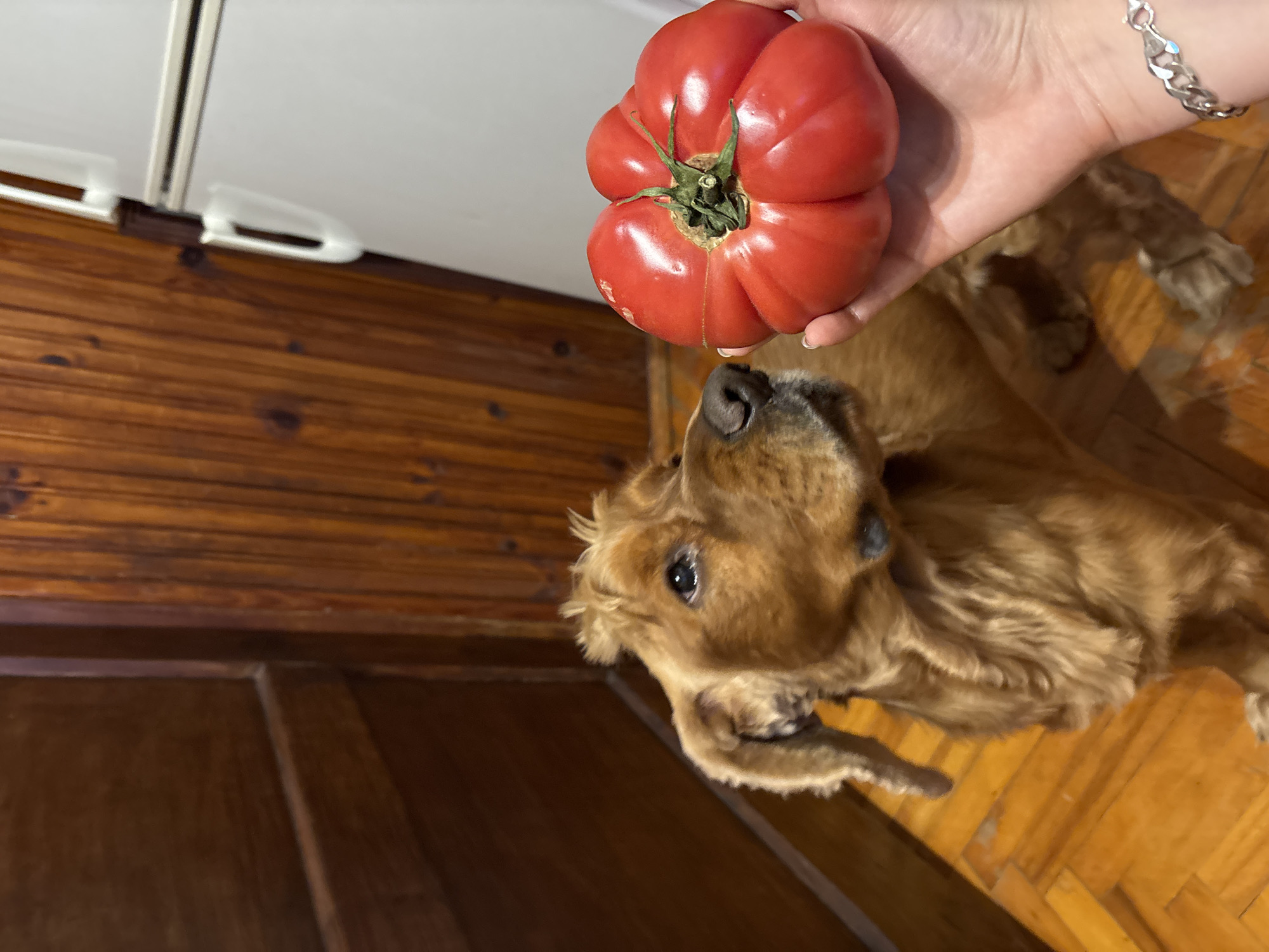 A brown Cocker Spaniel dog looks up at a large red tomato held in a person's hand. The dog is lying on a wooden floor with visible parquet patterns. The person's hand holding the tomato has a silver bracelet on the wrist. In the background, there is a wooden paneled wall with a white trim near the top. The scene appears to be indoors. There is no information available in this image that indicates that the location of this image is in Varna, Bulgaria.