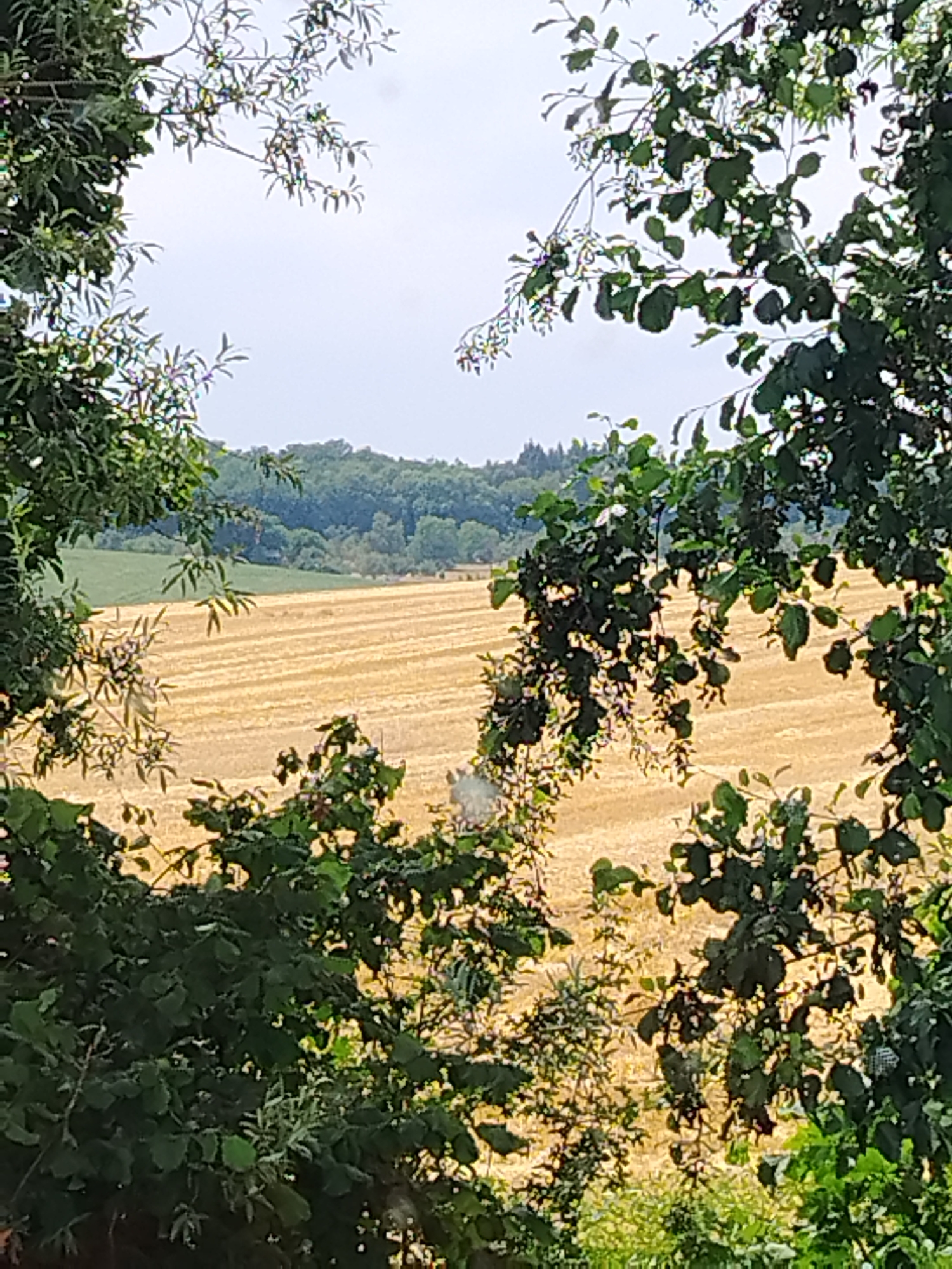 The image depicts a rural landscape, viewed through a frame of foliage from trees. In the foreground, dark green leaves and branches are visible, creating a natural vignette. Beyond the foliage, a vast, golden field stretches towards a distant treeline. The field appears to have been recently harvested, with rows of stubble or cut crops creating a striped pattern across the landscape. The sky above is overcast, with a pale, diffused light. The scene is likely located in or around Kirchardt, Germany, given the characteristic agricultural land and deciduous trees. There are no people or visible animals in the frame. The overall impression is one of tranquility and the natural beauty of the countryside.