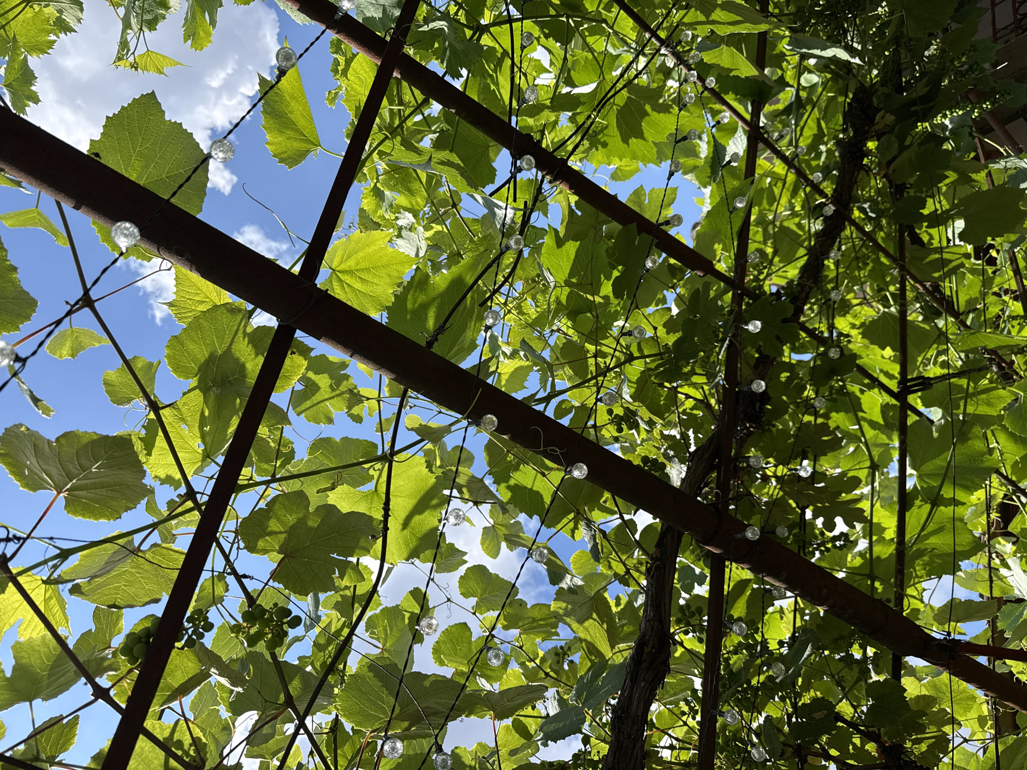 This is a low-angle shot looking up at a canopy of green grape leaves and vines supported by a rusty metal frame. String lights with clear, spherical bulbs are woven through the vines and frame. Patches of blue sky with scattered white clouds are visible through the foliage. Several small, green grape clusters are present on the vines. The scene appears to be in an outdoor setting, likely a garden or patio, in Baurene, Bulgaria, given the context provided. There are no people or animals visible in the image.