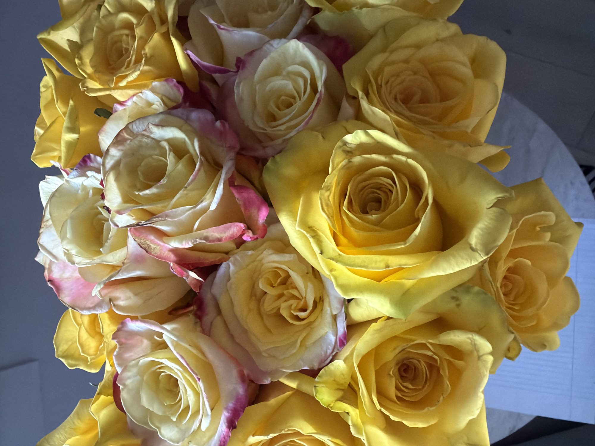 A close-up, overhead shot shows a bouquet of yellow roses, some with pink-tinged edges, arranged in a pot or vase that is not visible. The roses are the dominant feature, filling the frame with their petals and varied shades of yellow and pink. The background is out of focus and appears to be a light blue-gray surface, possibly a wall or table. The lighting suggests an indoor setting, with soft shadows indicating a light source from above and slightly to the left. The image was taken in Santa Clarita, California.