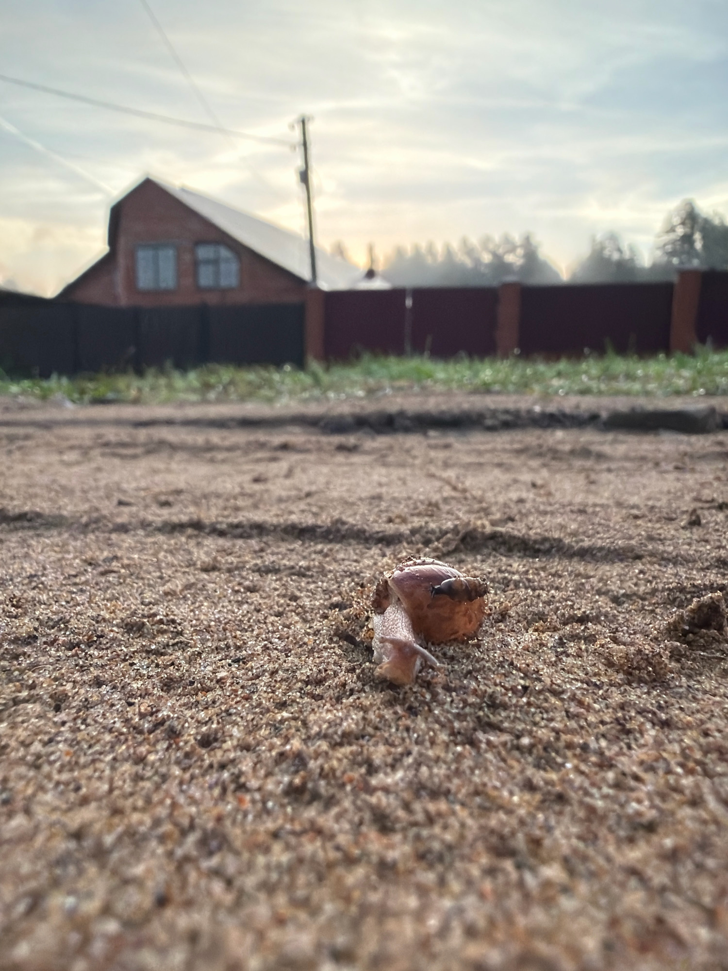 An extreme low-angle shot captures a snail moving across a sandy path. The snail, with its shell and visible body, is the primary subject, positioned in the lower center of the frame. The sandy texture of the path dominates the foreground, with subtle ripples and grains visible. In the background, a brick house with a sloped roof and two windows is partially obscured by a dark fence. Beyond the fence, a line of trees is visible, with a hazy, diffused light suggesting either early morning or late afternoon. A utility pole stands to the right of the house. The sky is a pale blue with wispy white clouds, and faint contrails streak across it. The overall scene depicts a quiet, rural or suburban environment, possibly in or around Chaikovsky, Russia, given the context of the request. There are no people present.