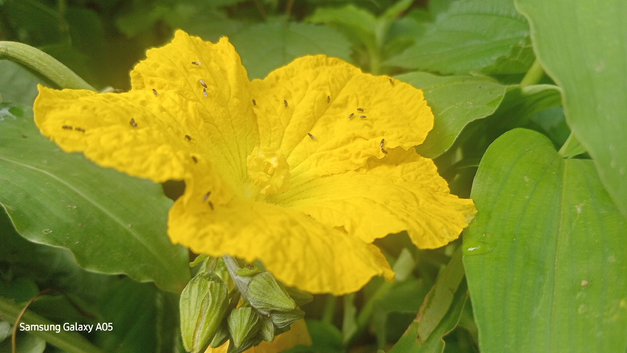 In Ribina East, Nigeria, a close-up macro shot captures a vibrant yellow flower adorned with numerous small, dark insects. The flower, with its ruffled petals, appears to be a squash blossom, likely from a ridge gourd plant, given its commonality in Nigerian agriculture. Several unopened buds, elongated and green, are visible at the base of the flower, suggesting the plant is in its blooming and fruiting stage. The backdrop consists of lush green foliage, indicative of a garden or natural setting. The lighting suggests it is daytime, with a soft glow highlighting the details of the flower and insects. The Samsung Galaxy A05 watermark is visible in the bottom left corner.
